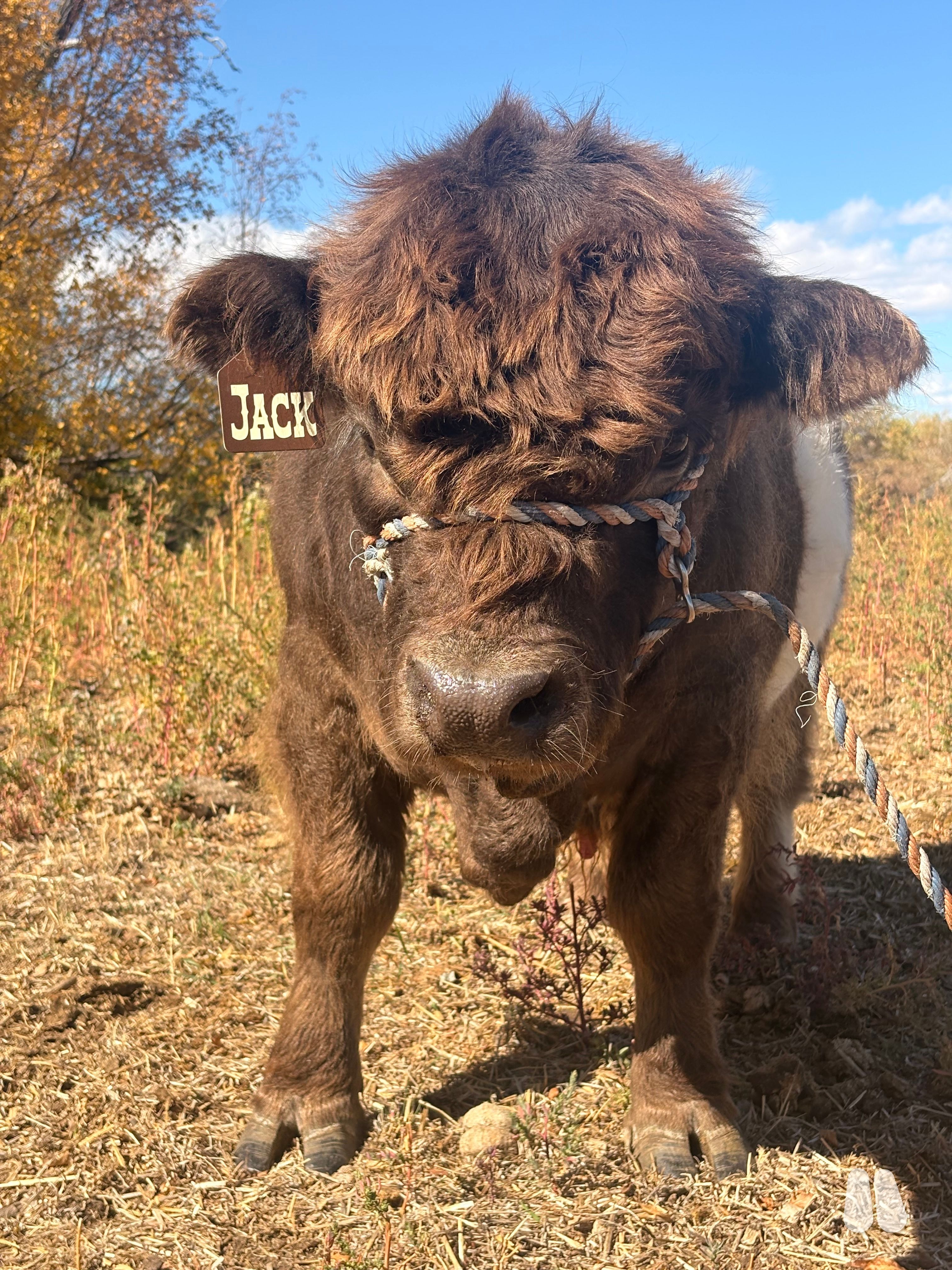 Yearling Belted highland bull (male Highland), photo 1 of 6