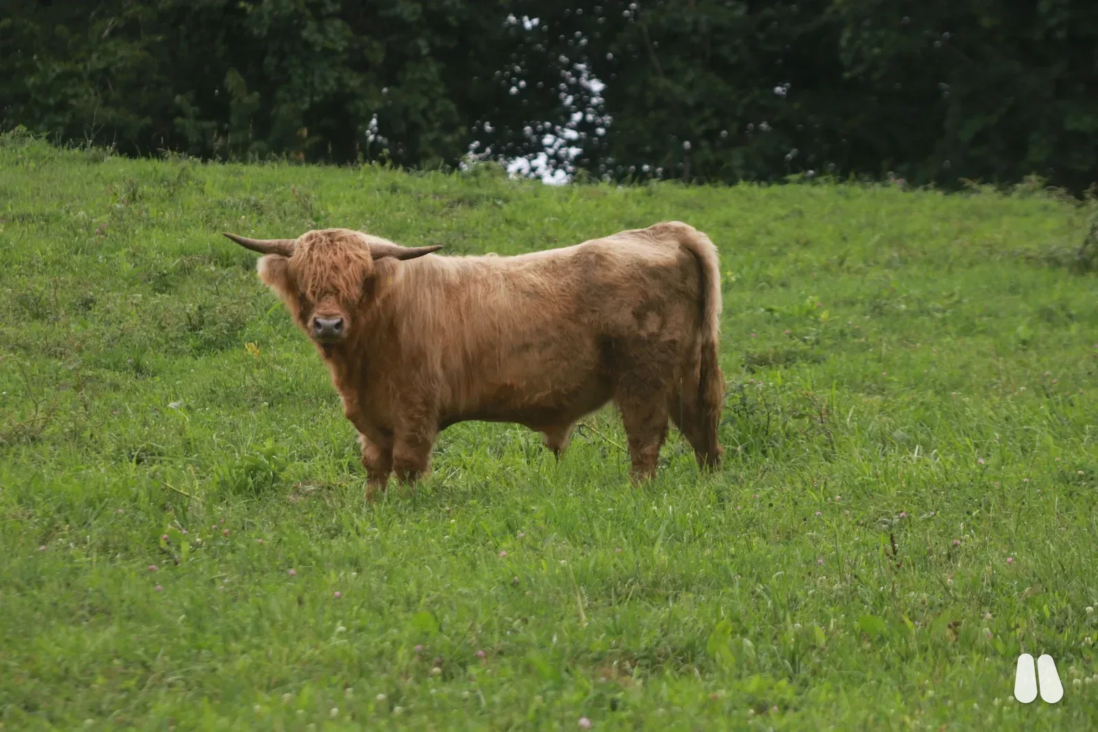 Registered Silver Bull Mystic River Neptune (male Highland), photo 1 of 11