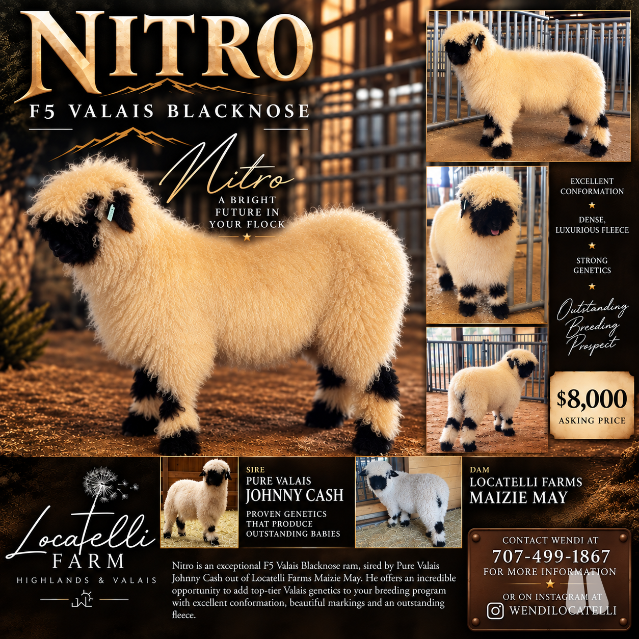 Registered American purebred valais blacknose (male Valais Blacknose), photo 1 of 4