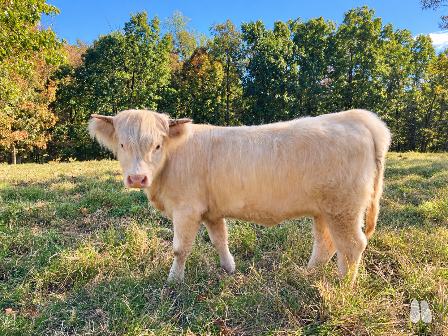 White Highland heifer (female Highland), photo 1 of 5
