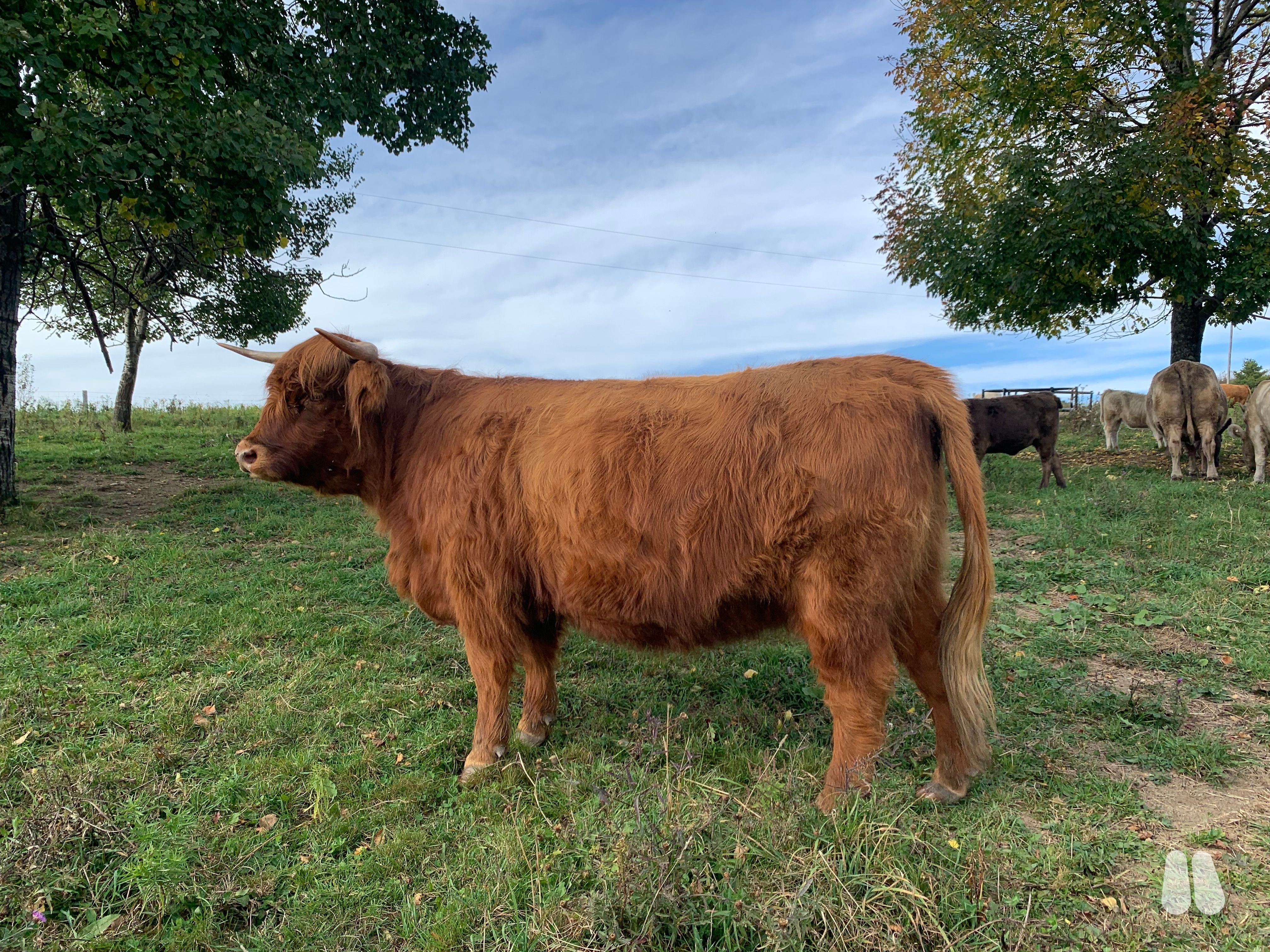Last Highland offered by Woodwatch Farm.  Her Sire was Northwestern Champion RTH Van Norman and her Dam was of Drover Hill lineage. (female Highland), photo 1 of 3