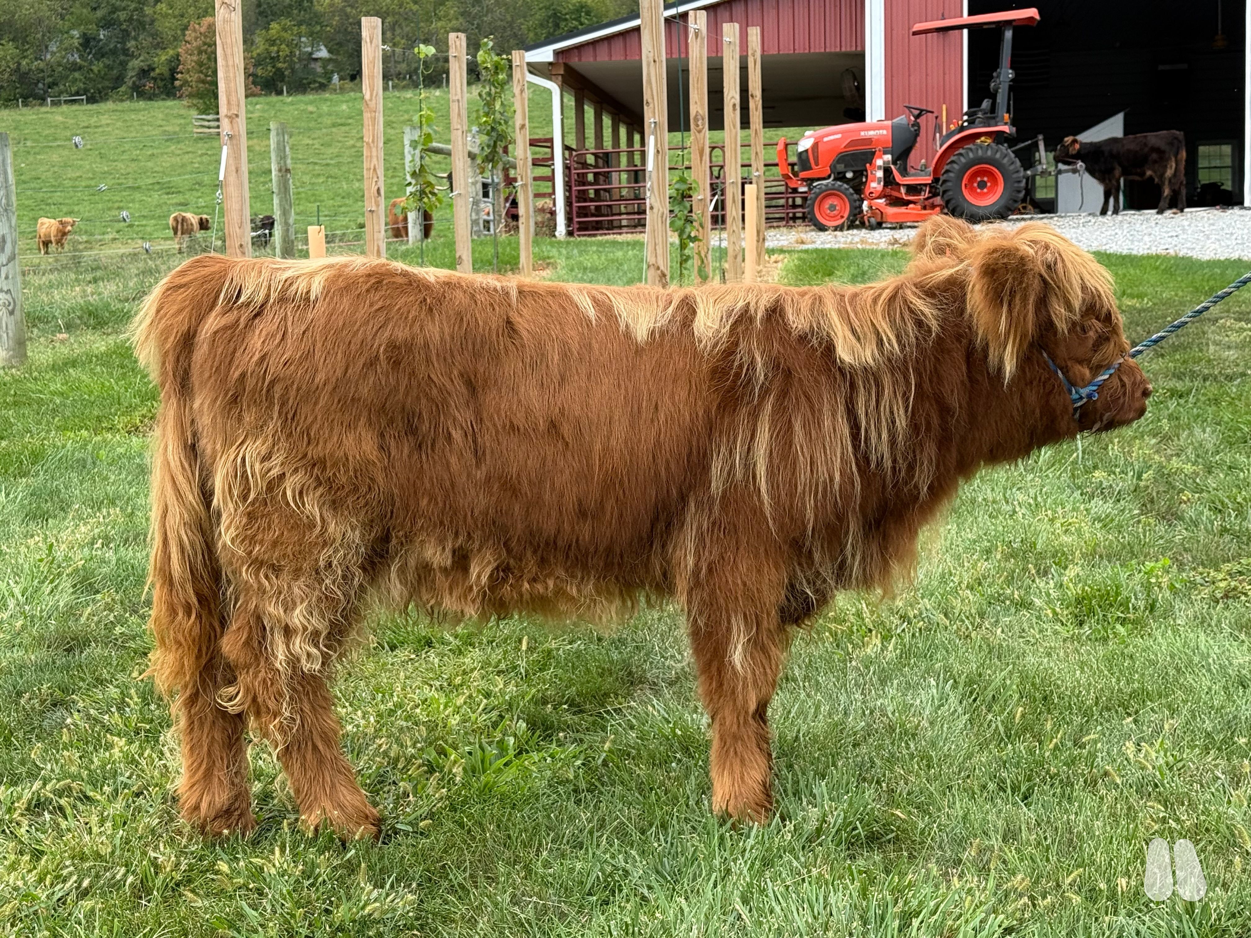 CLN Chuva - AHCA highland heifer (female Highland), photo 1 of 4