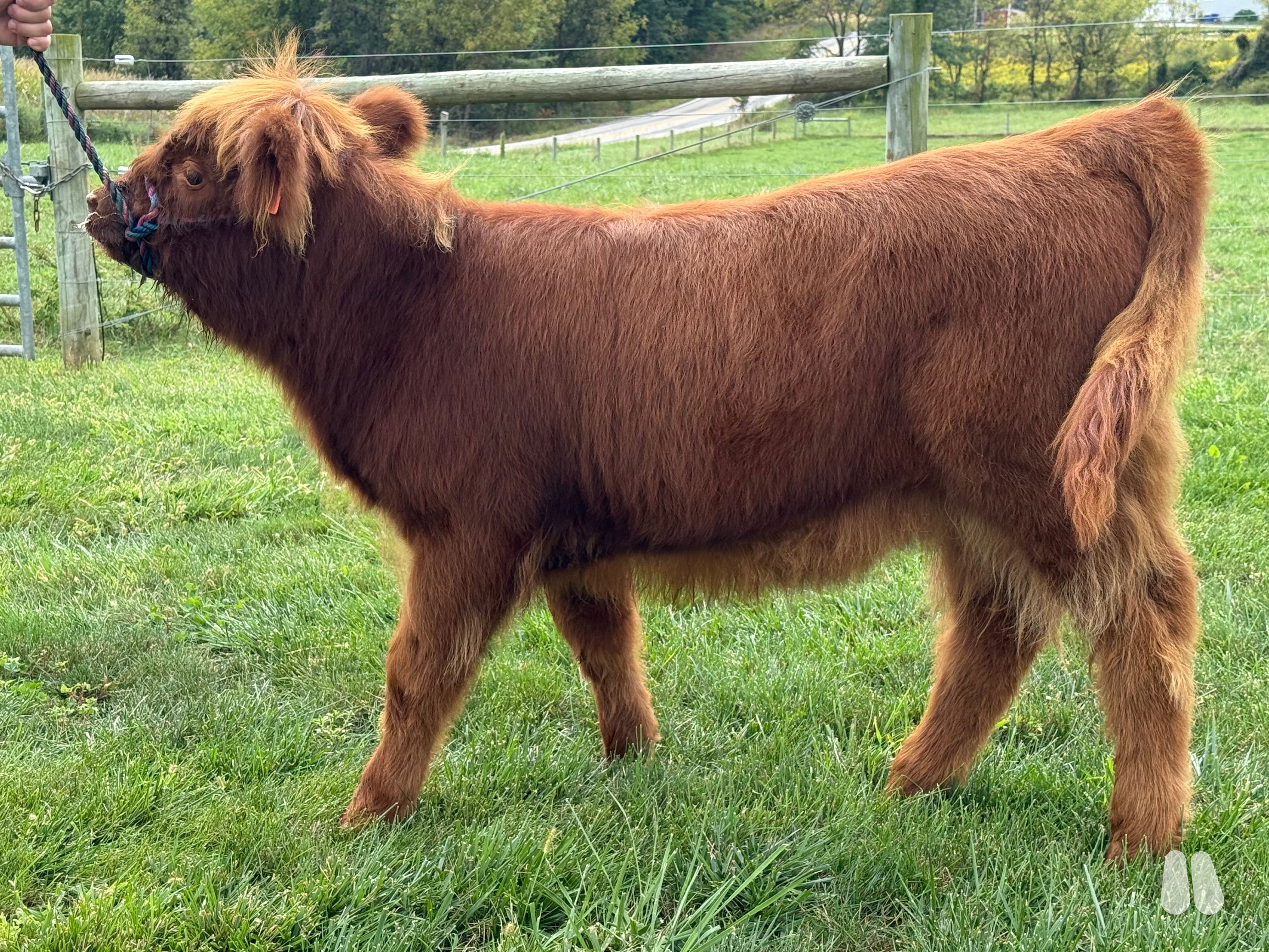 CLN Breeze - AHCA highland heifer (female Highland), photo 1 of 3