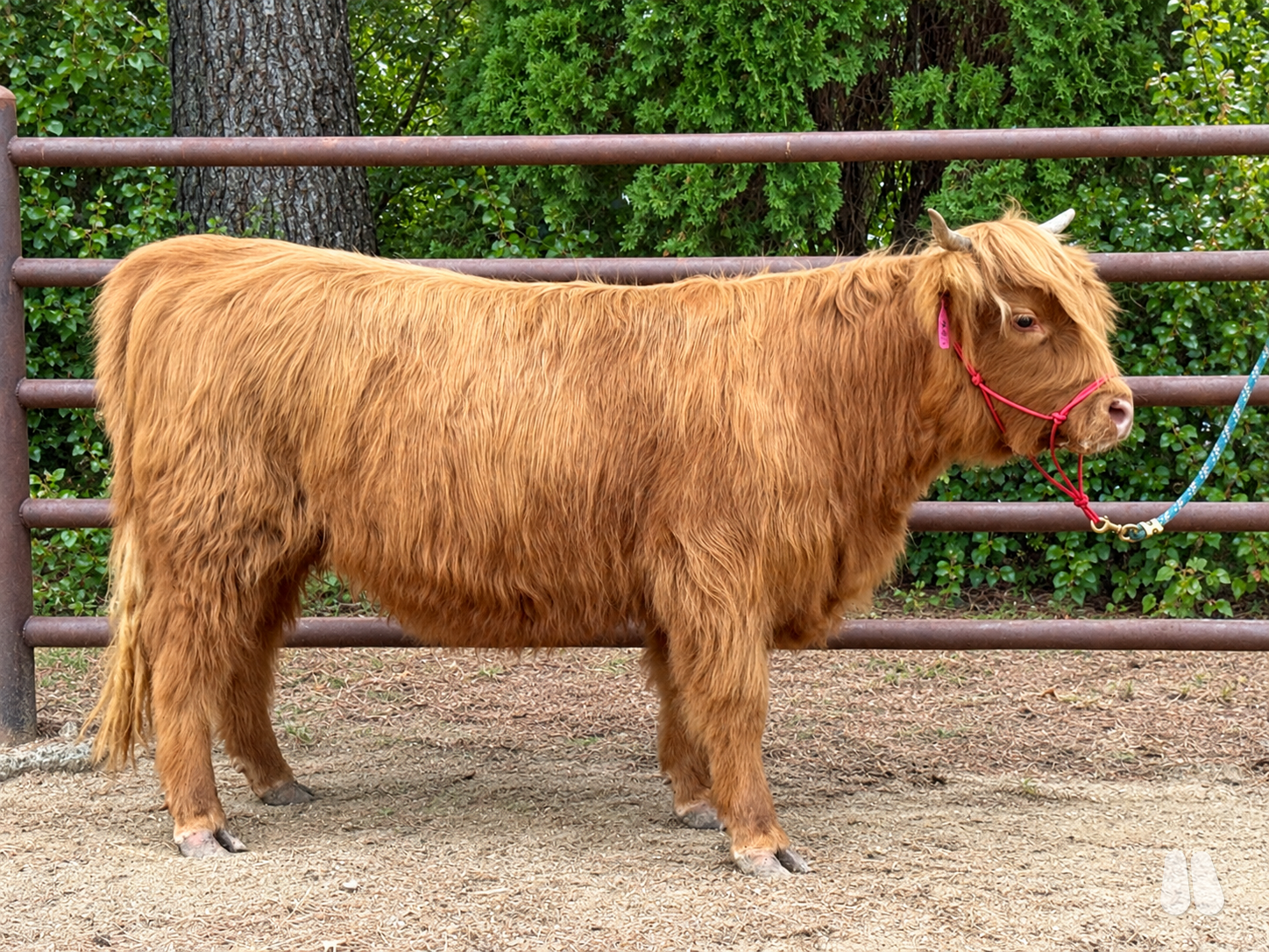 Dream Catcher Rio Haze - Registered Highland Heifer (female Highland), photo 1 of 3