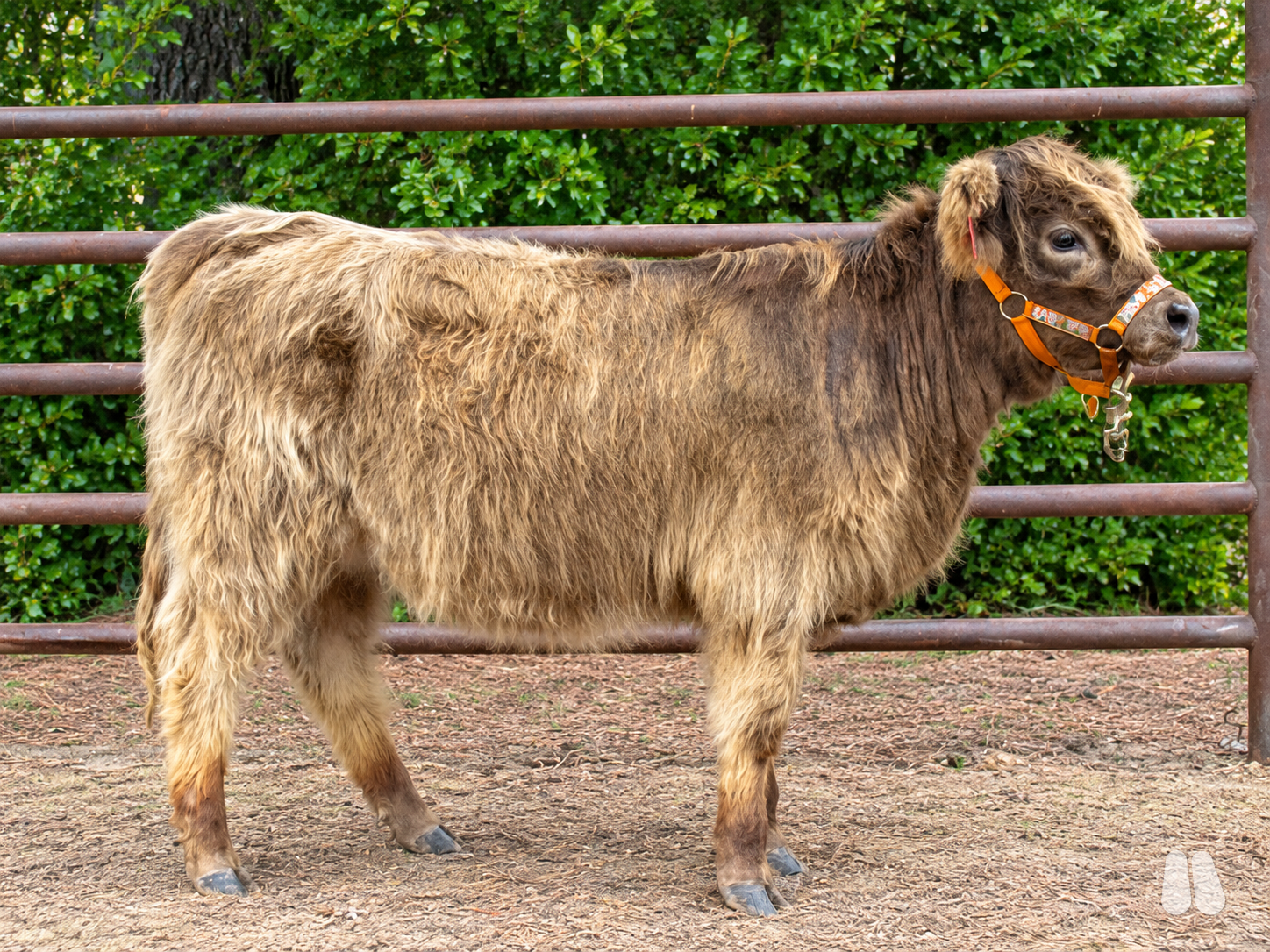 Dream Catcher Ramble on Rosie - Registered Dun Highland Heifer Calf (female Highland), photo 1 of 3