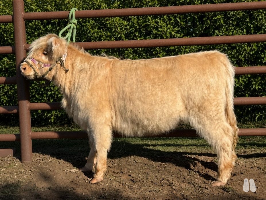 Dream Catcher Rhinestone Gal - Registered White Highland Heifer (female Highland), photo 1 of 4