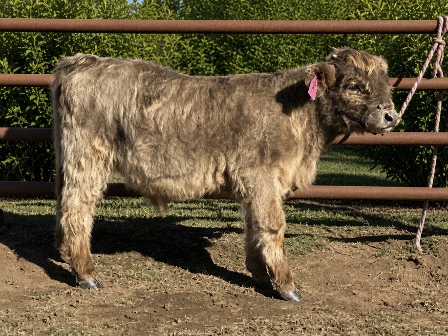Dream Catcher Sterling the Show - Registered Dun Highland Bull (male Highland), photo 1 of 3