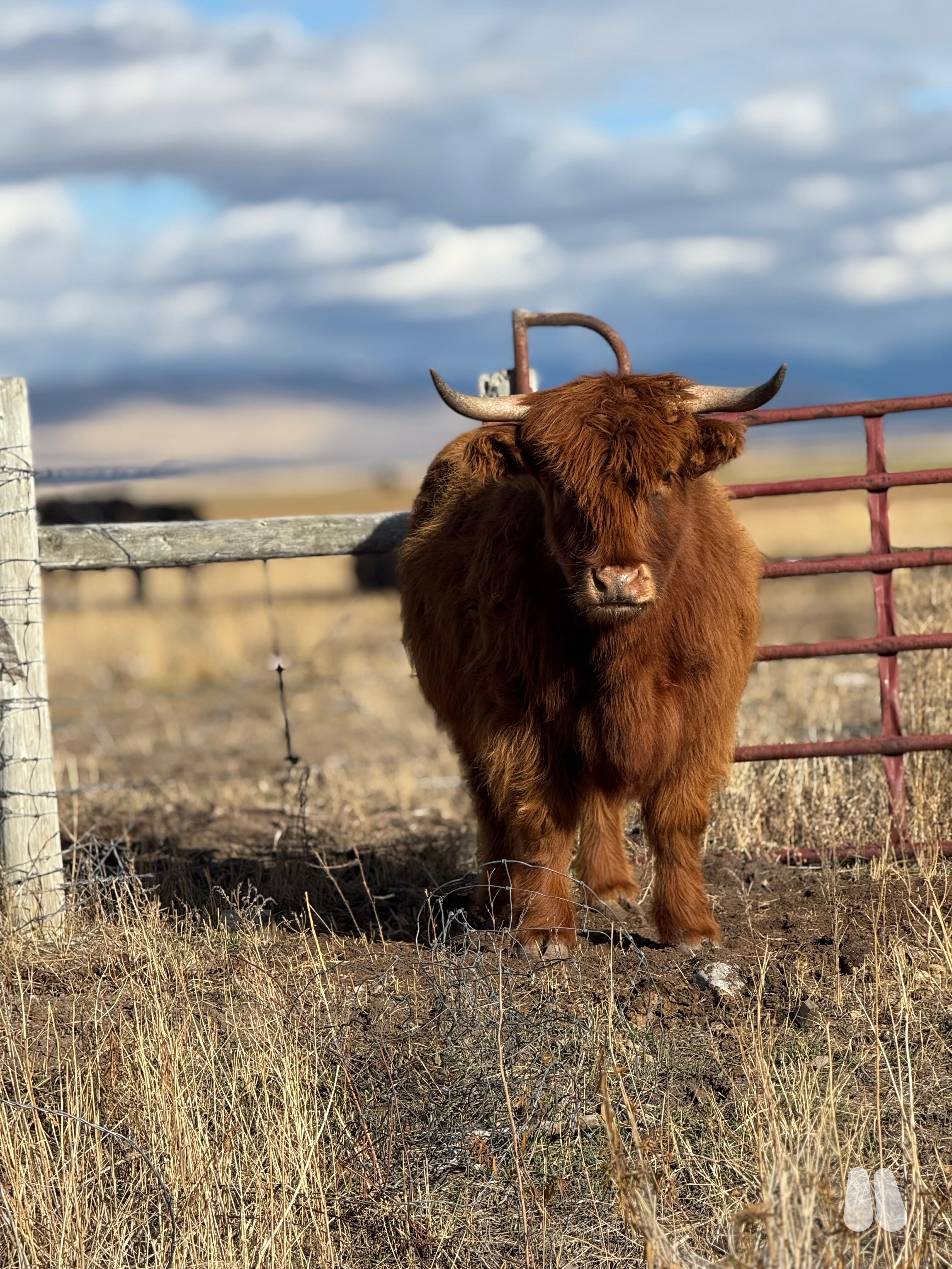 3 year old highland cow (female Highland), photo 1 of 14