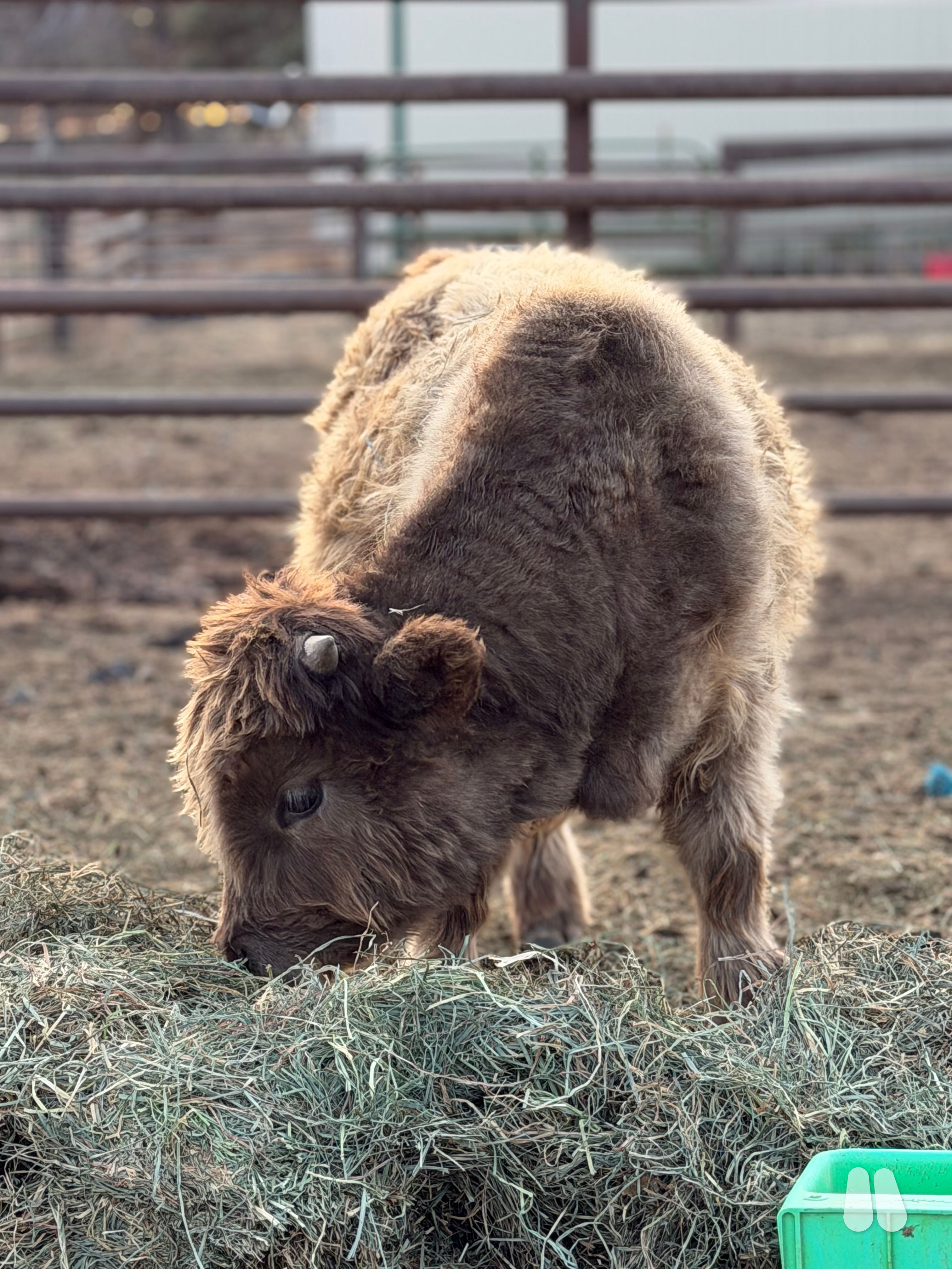 Chondro miniature Highland dun bull calf (male Highland), photo 1 of 3