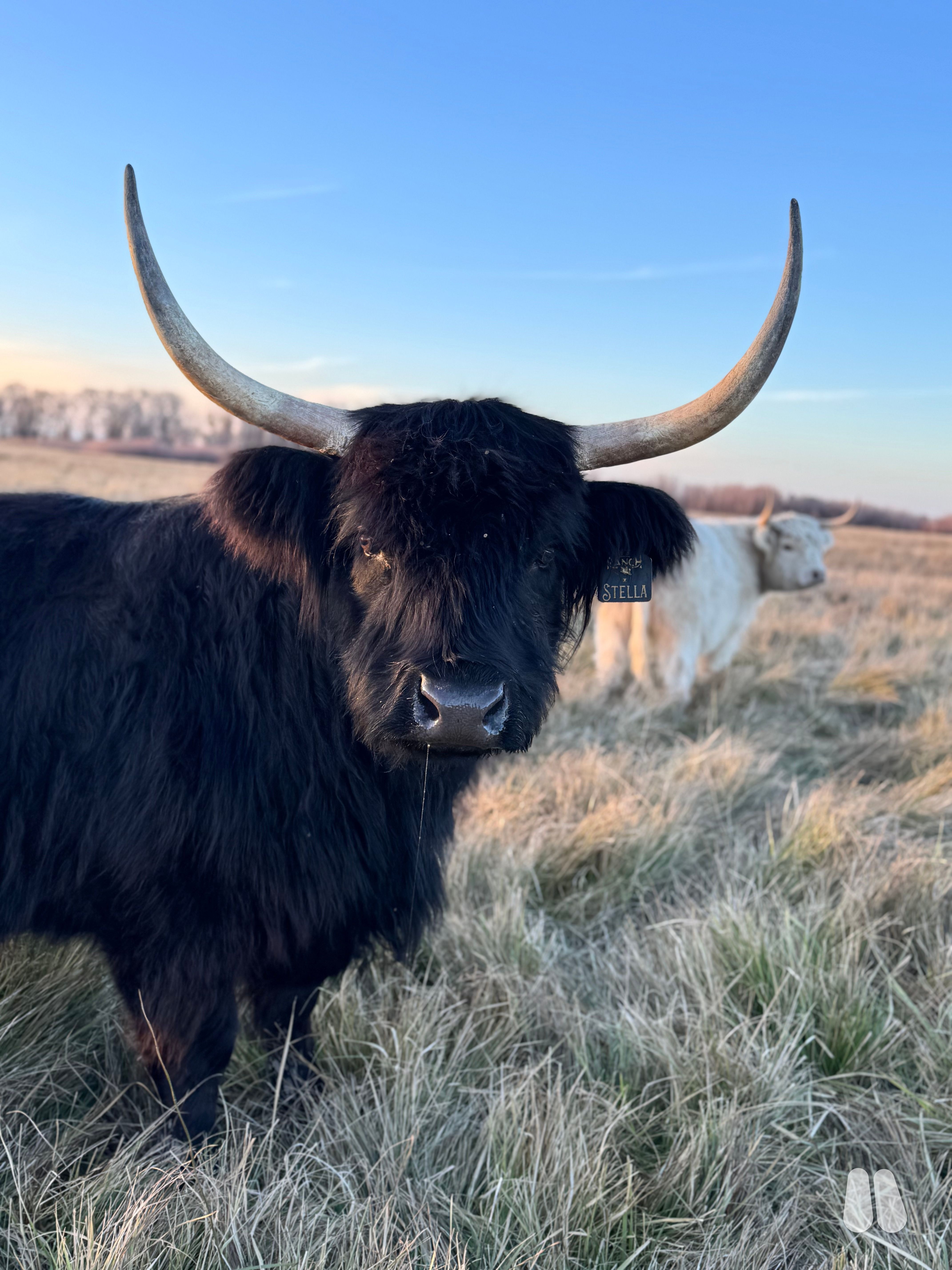 Stella – 7-Year-Old Black Highland Cow | Gentle, Deep-Bodied, Easy Handling (female Highland), photo 1 of 6