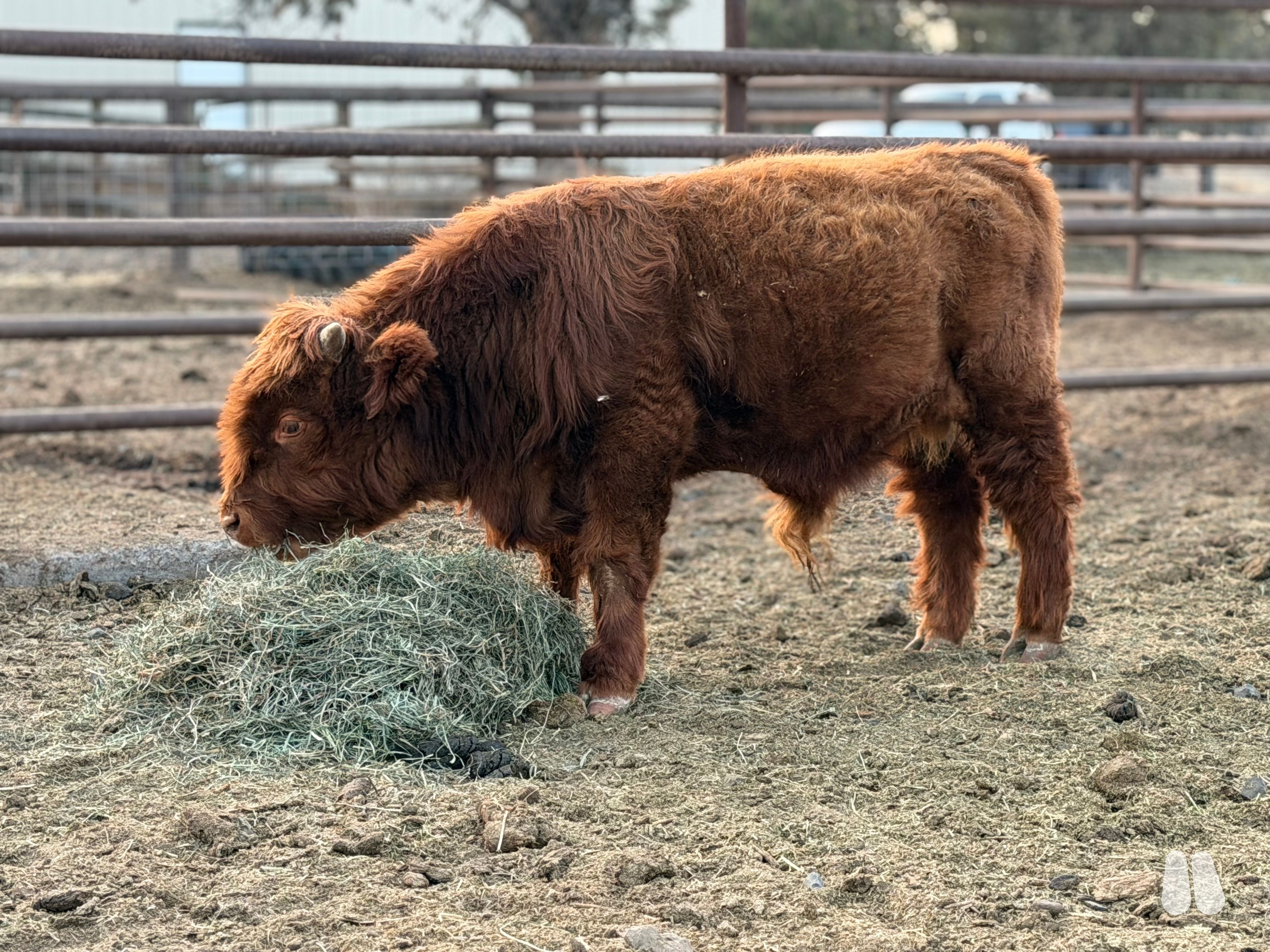 75% chondro positive miniature Highland bull calf (male Highland), photo 1 of 3