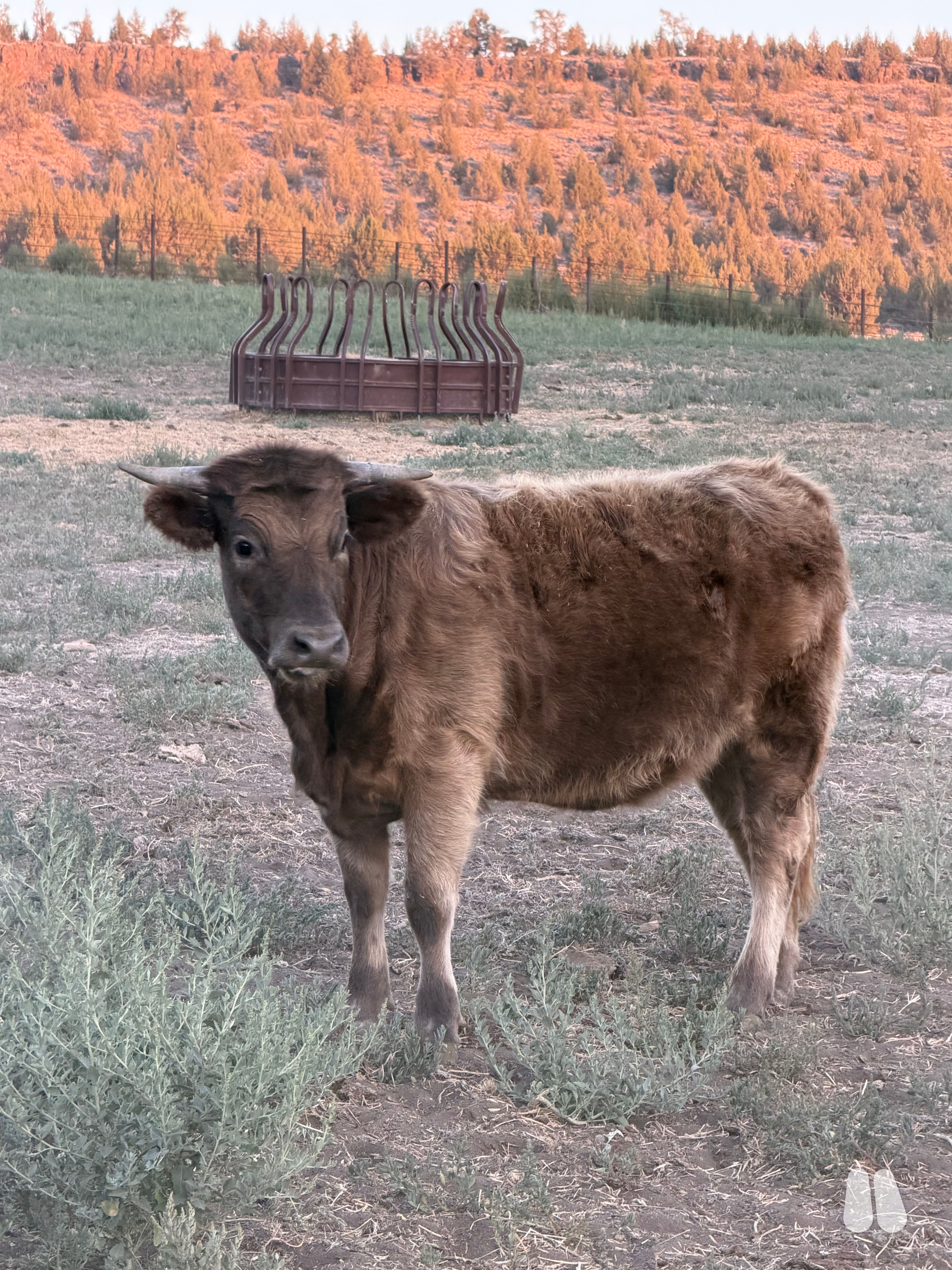 50/50 non chondro miniature High/Dex heifer (female Highland), photo 1 of 3