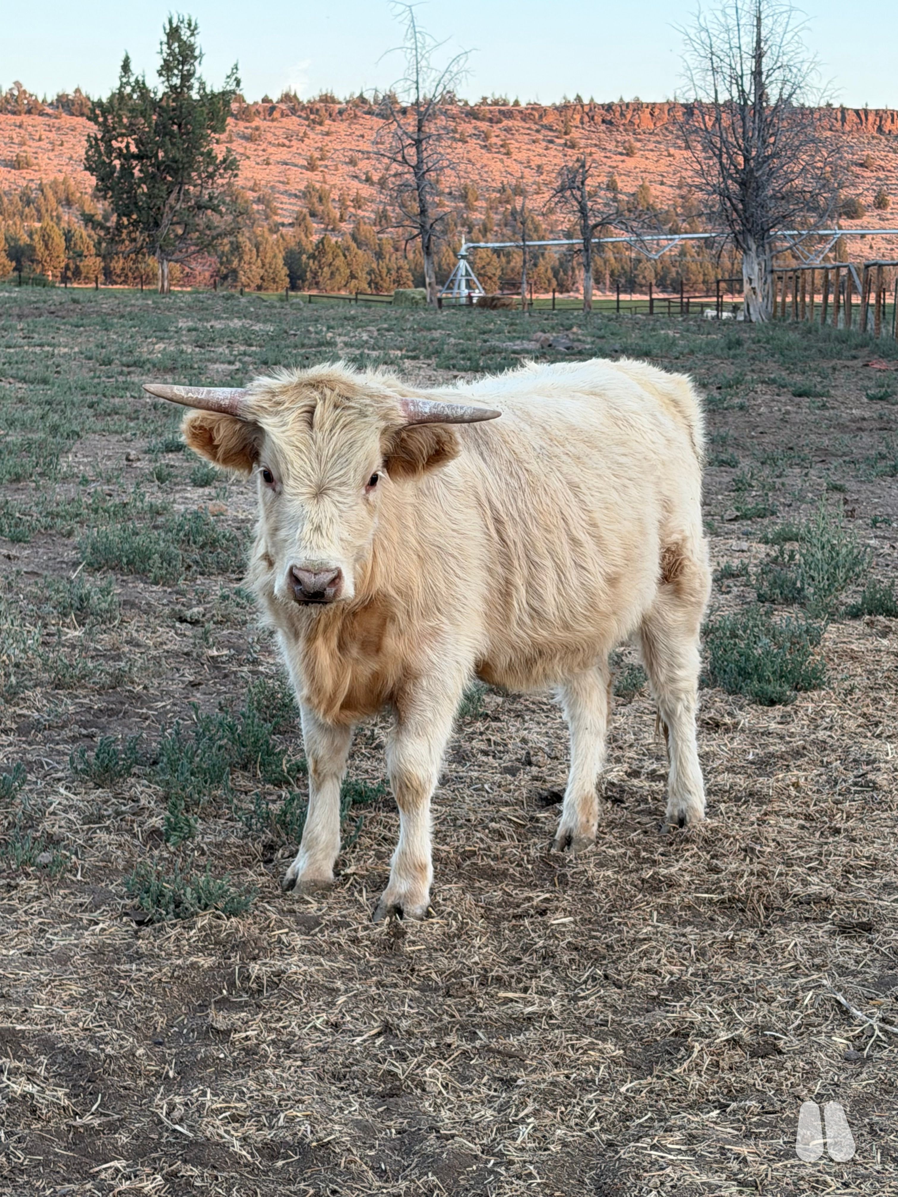 50/50 non chondro High/Dex heifer (female Highland), photo 1 of 3
