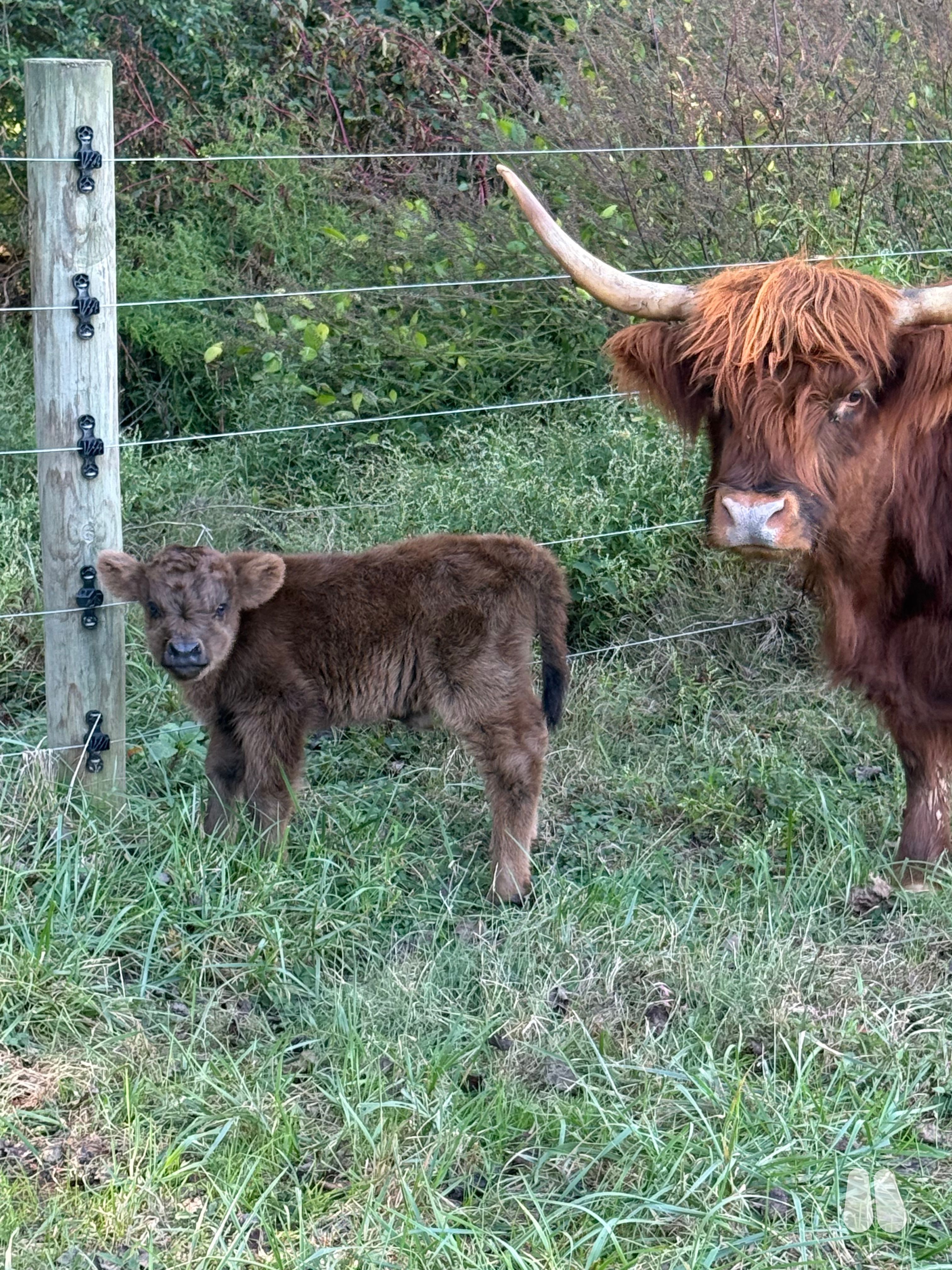 AHCA George of Poindexter Farms, Red-Brown Highland Bull Calf (male Highland), photo 1 of 3