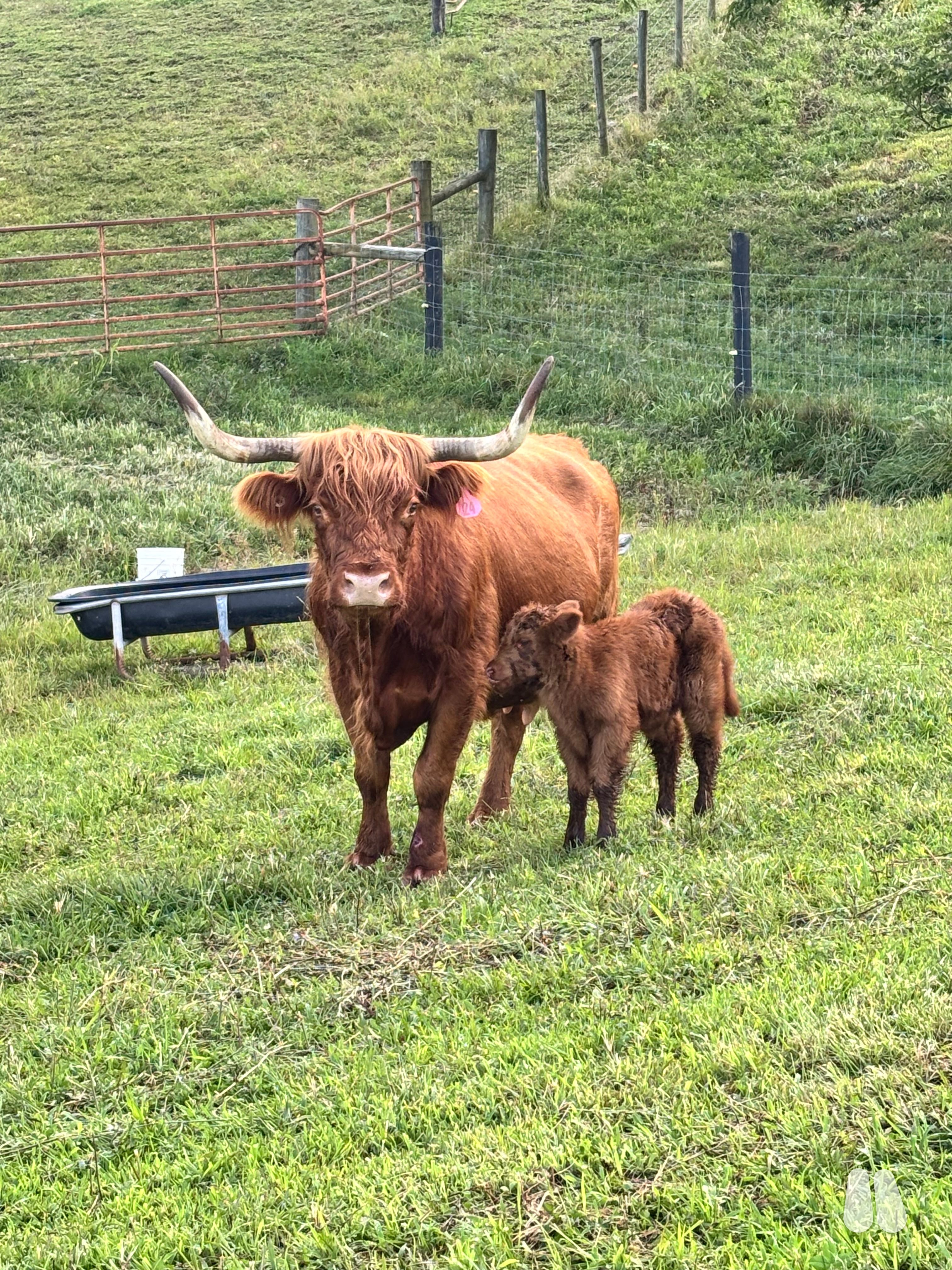 Registered Highland Cow/Calf Pair (female Highland), photo 1 of 8