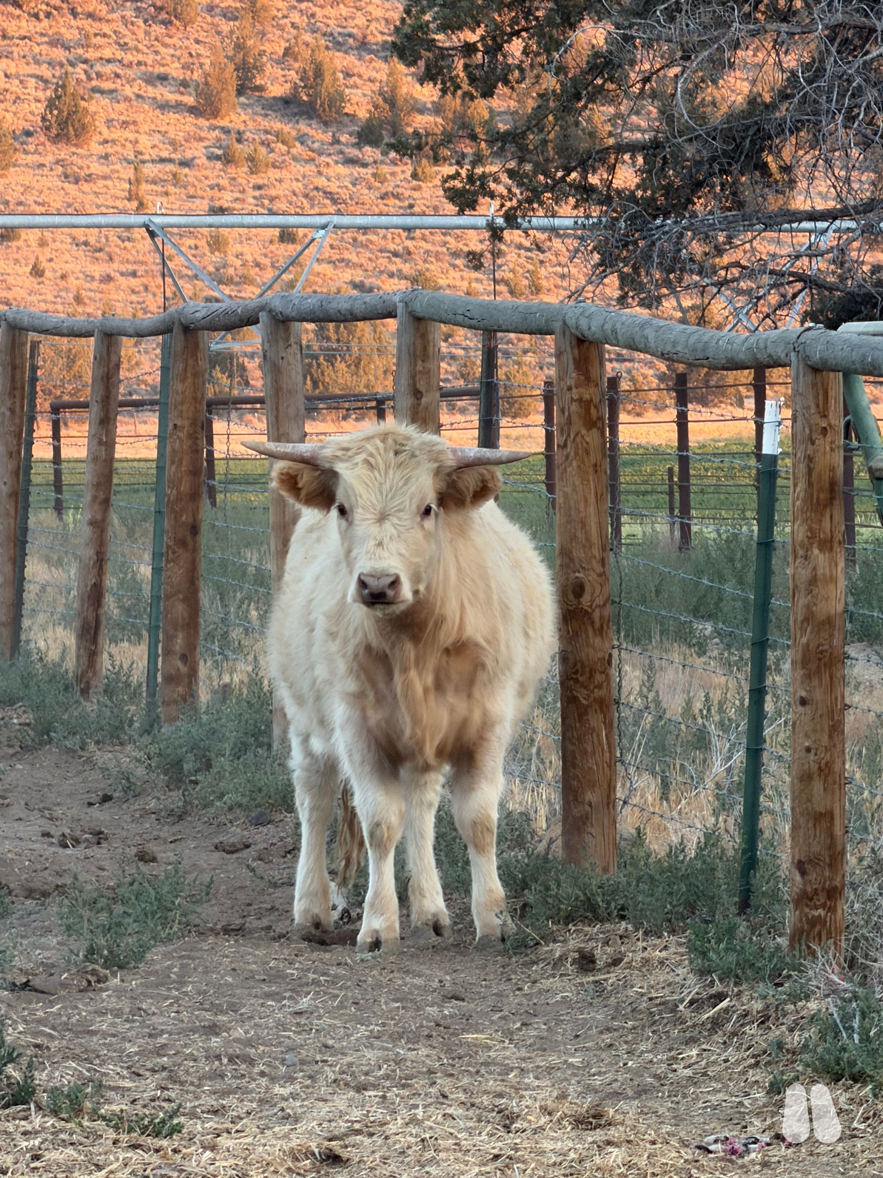 50/50 HighDex white non chondro heifer (female Highland), photo 1 of 3