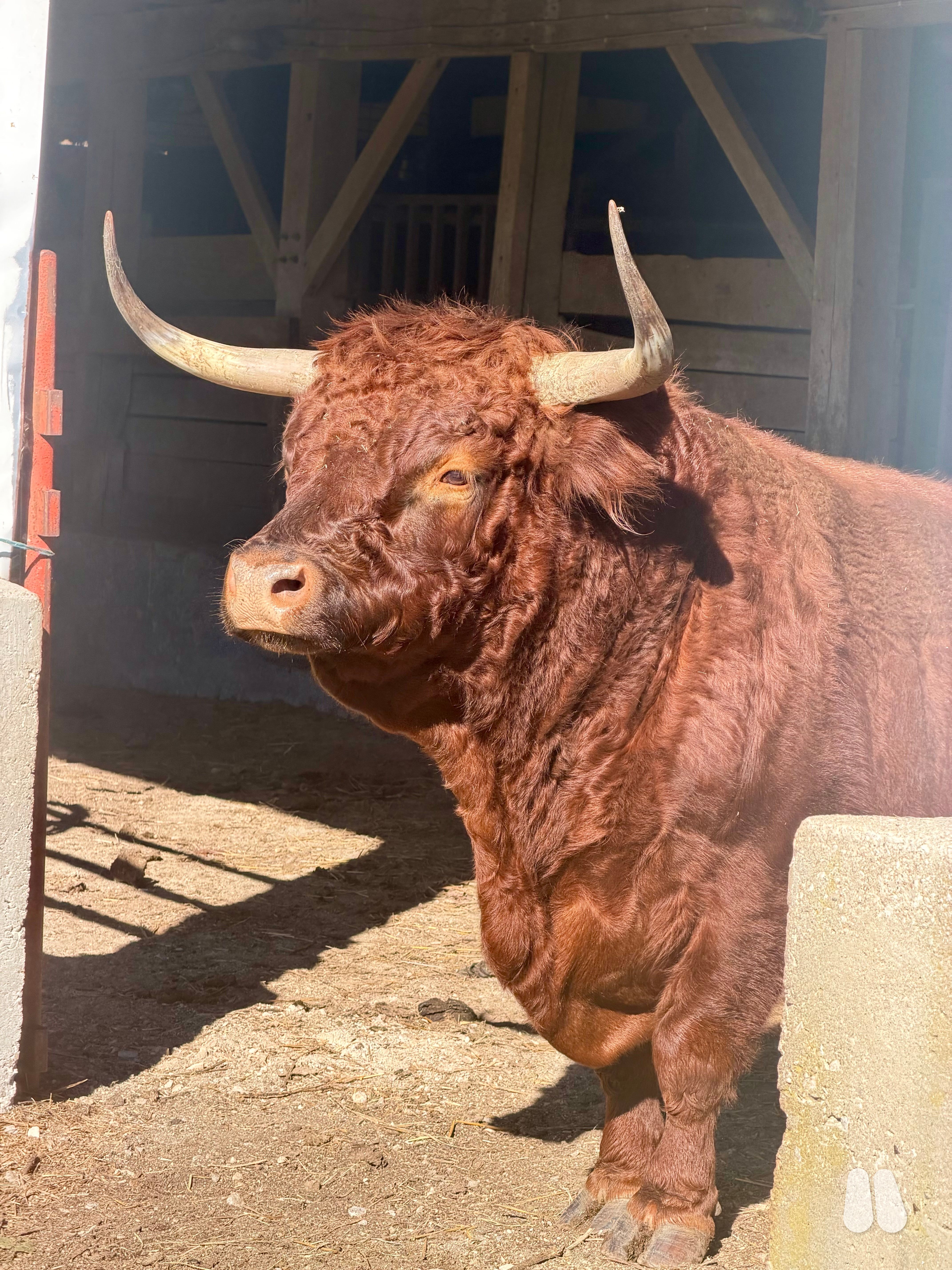 Highland/Dexter Bull (male Highland), photo 1 of 3