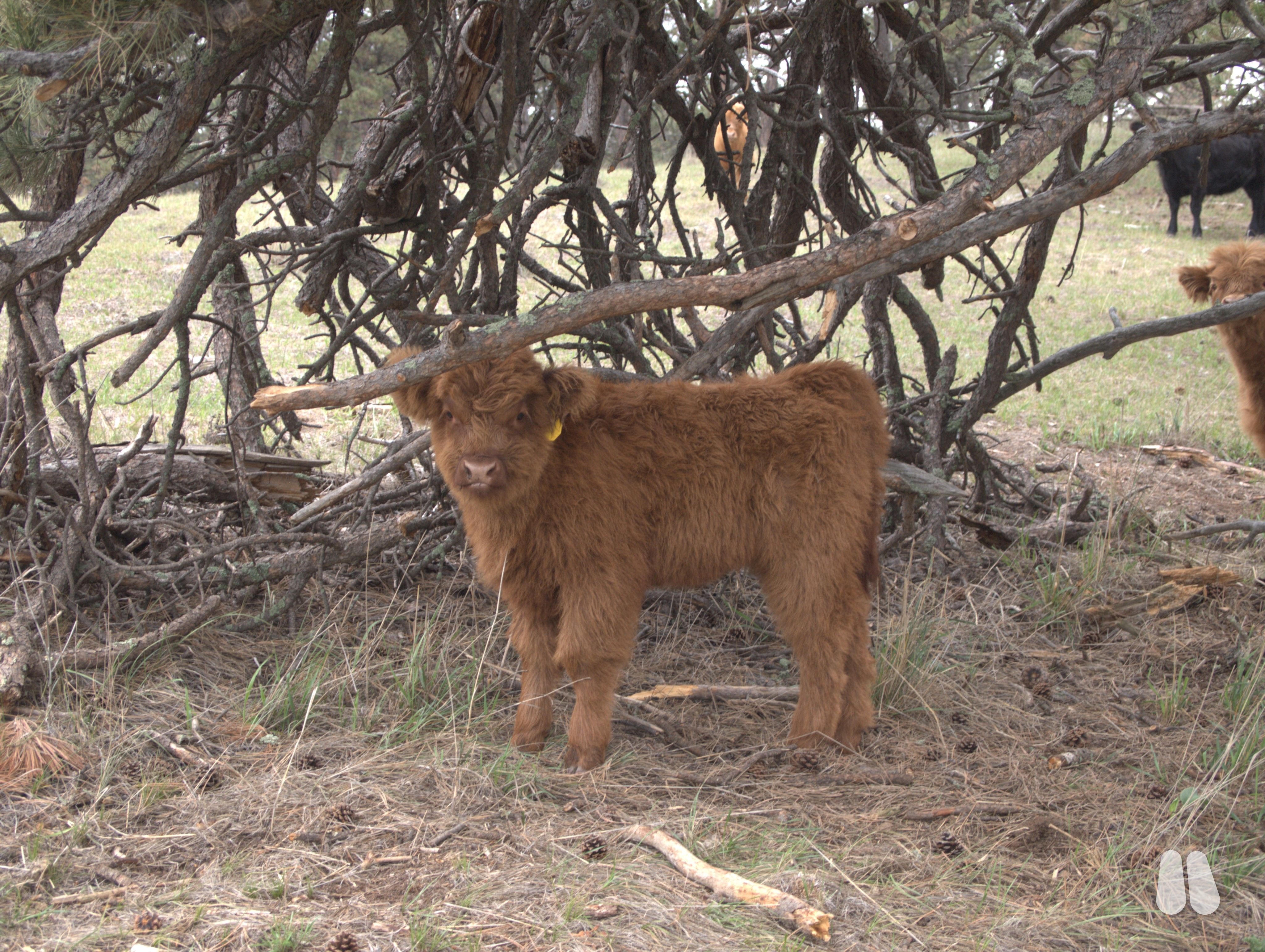 SHY Shenandoah, Yellow Highland Heifer Calf (female Highland), photo 1 of 5