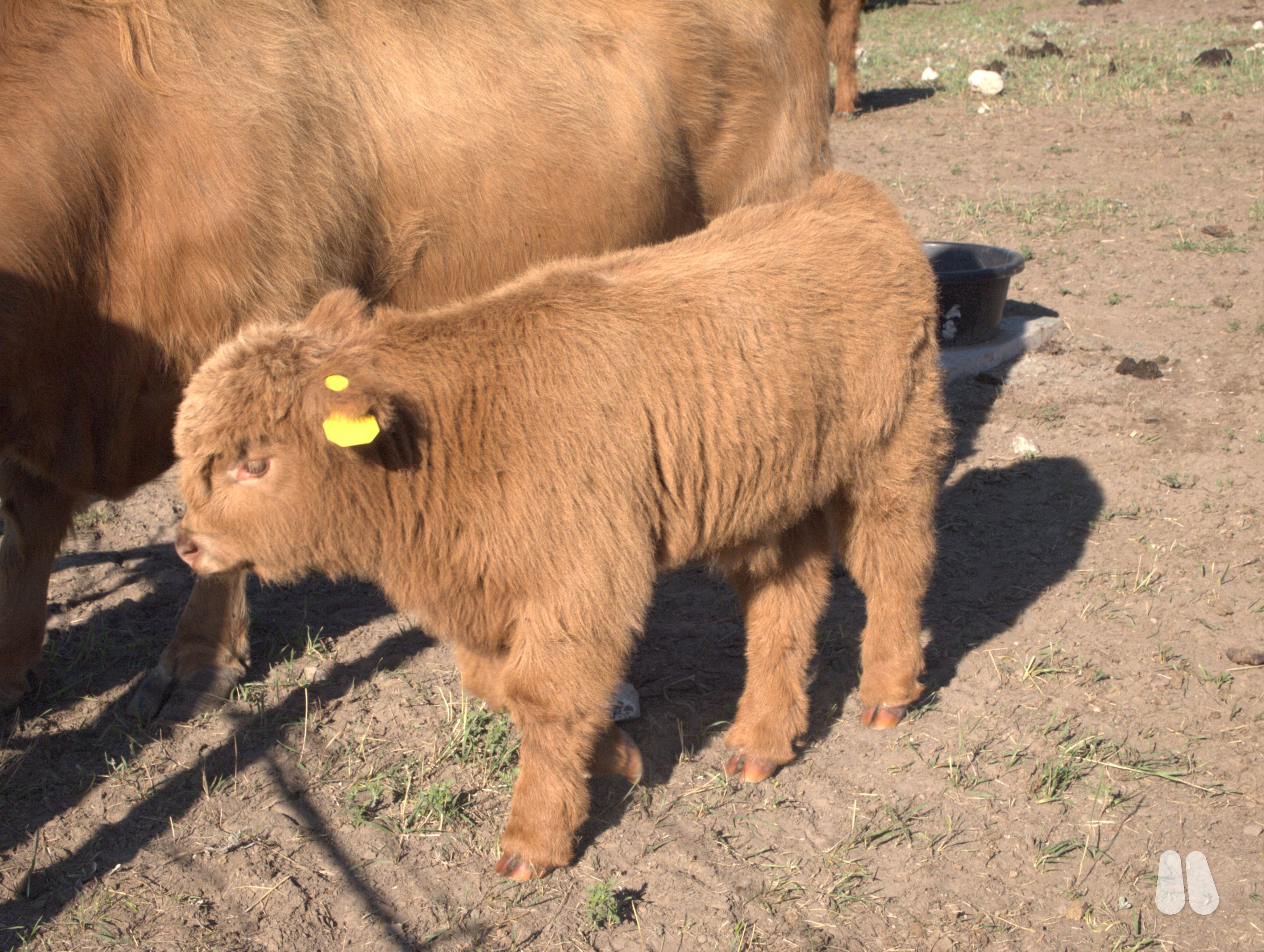 2026 Bull Calf AHCA Registerable (male Highland), photo 1 of 5