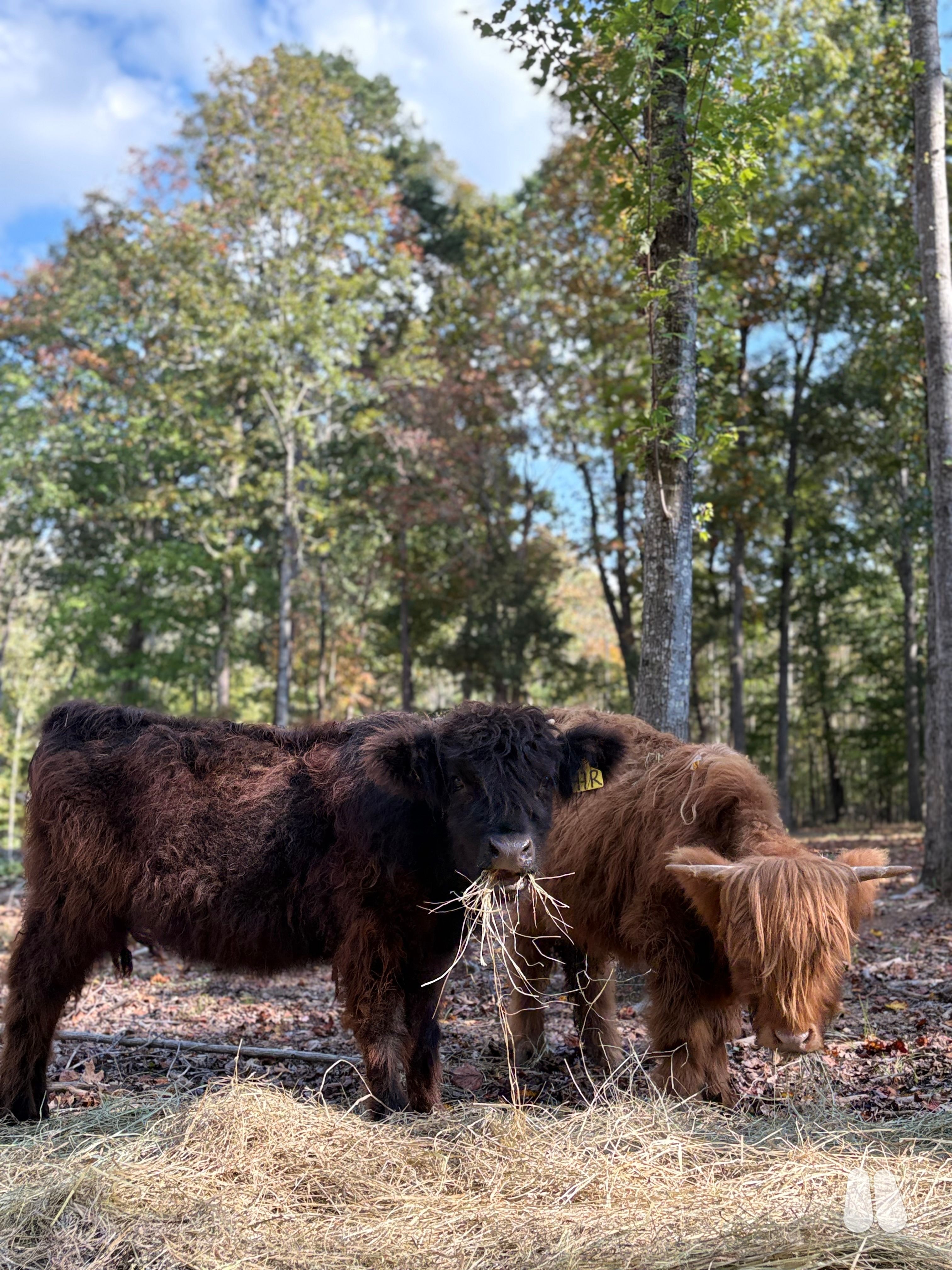 Unregistered Highland Heifer and Steer pair (female Highland), photo 1 of 6