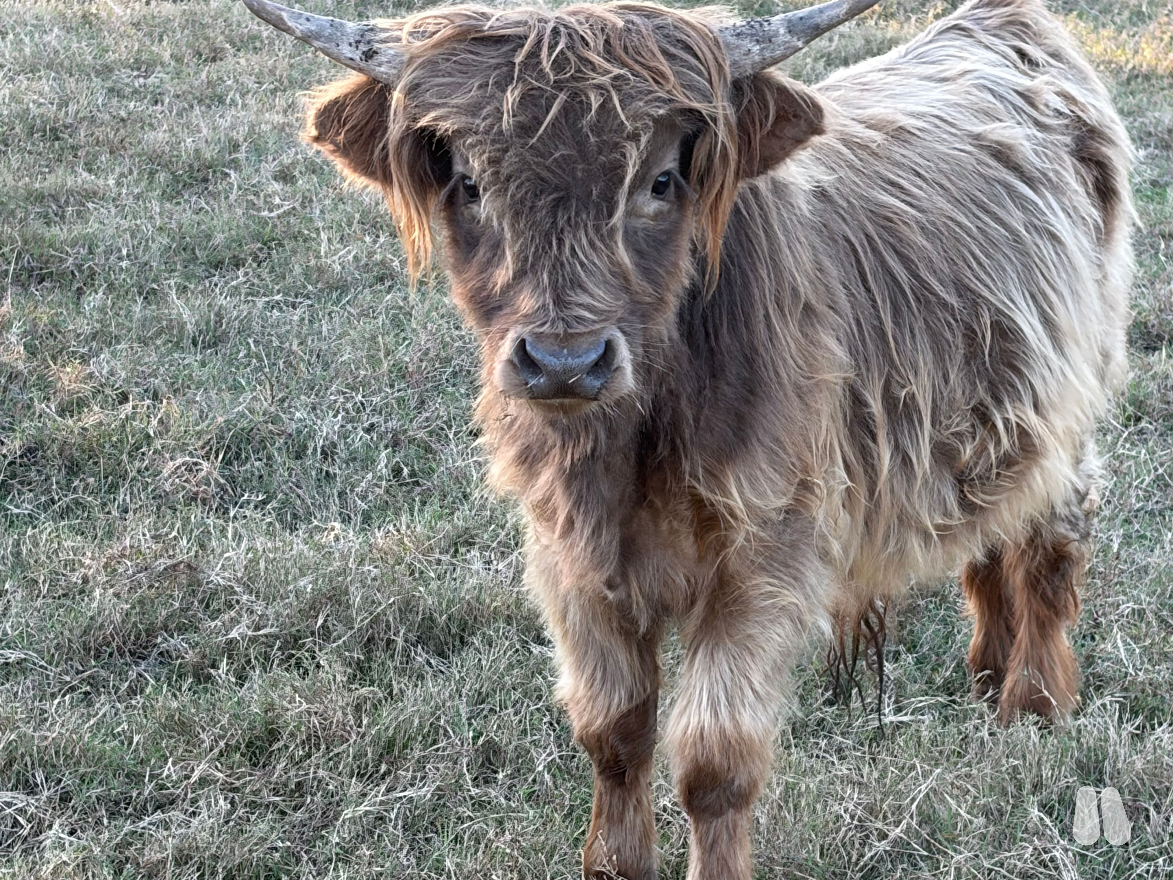 Highland bull (male Highland), photo 1 of 3