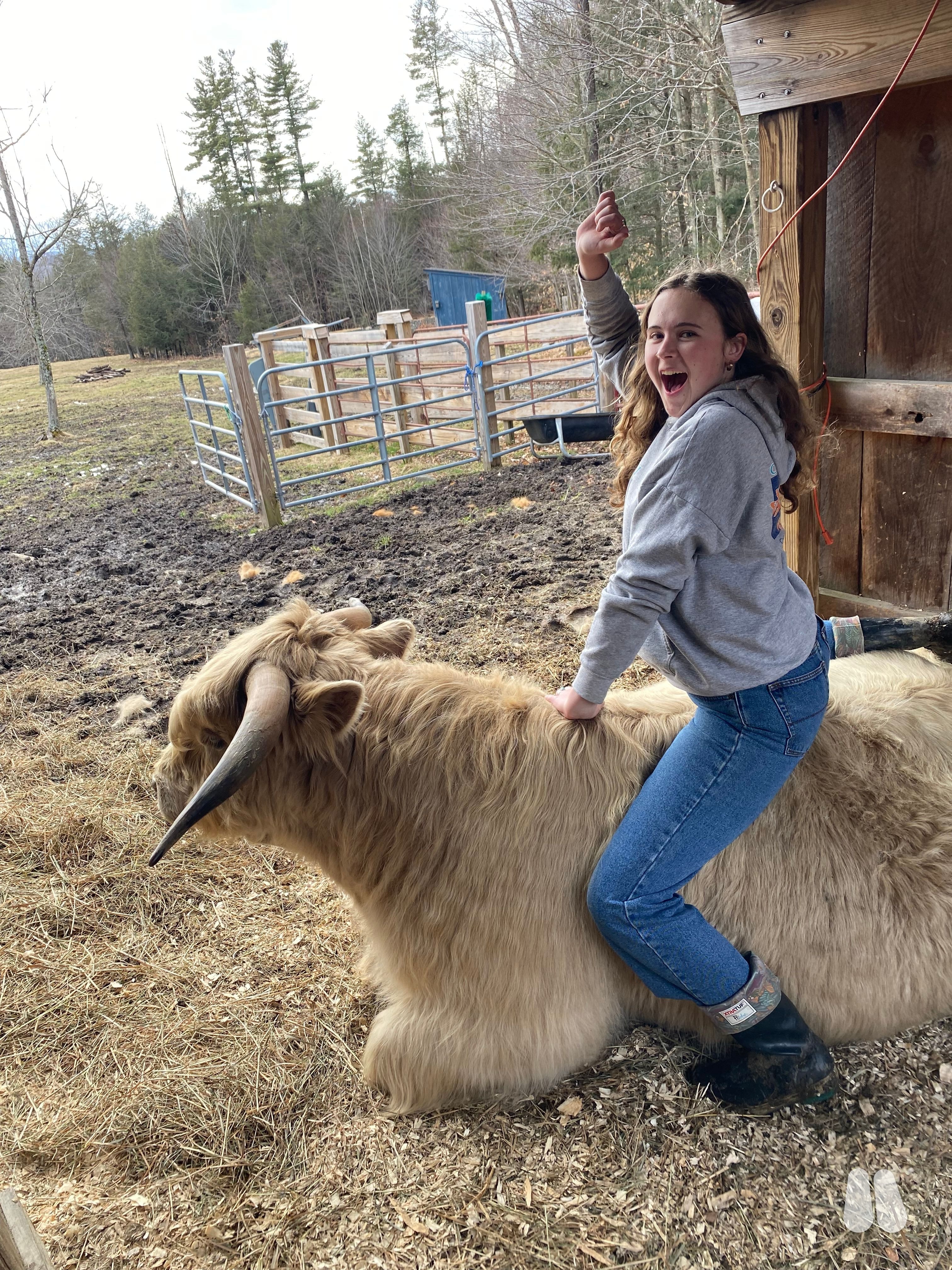Registered Highland Bull - 5 years old, Silver, Proven, Very docile (male Highland), photo 1 of 5