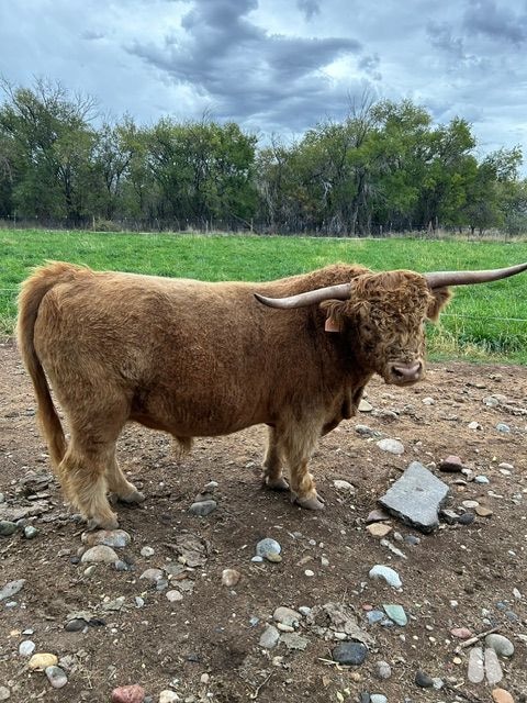 H&P Charlie, Registered Highland Bull (male Highland), photo 1 of 9