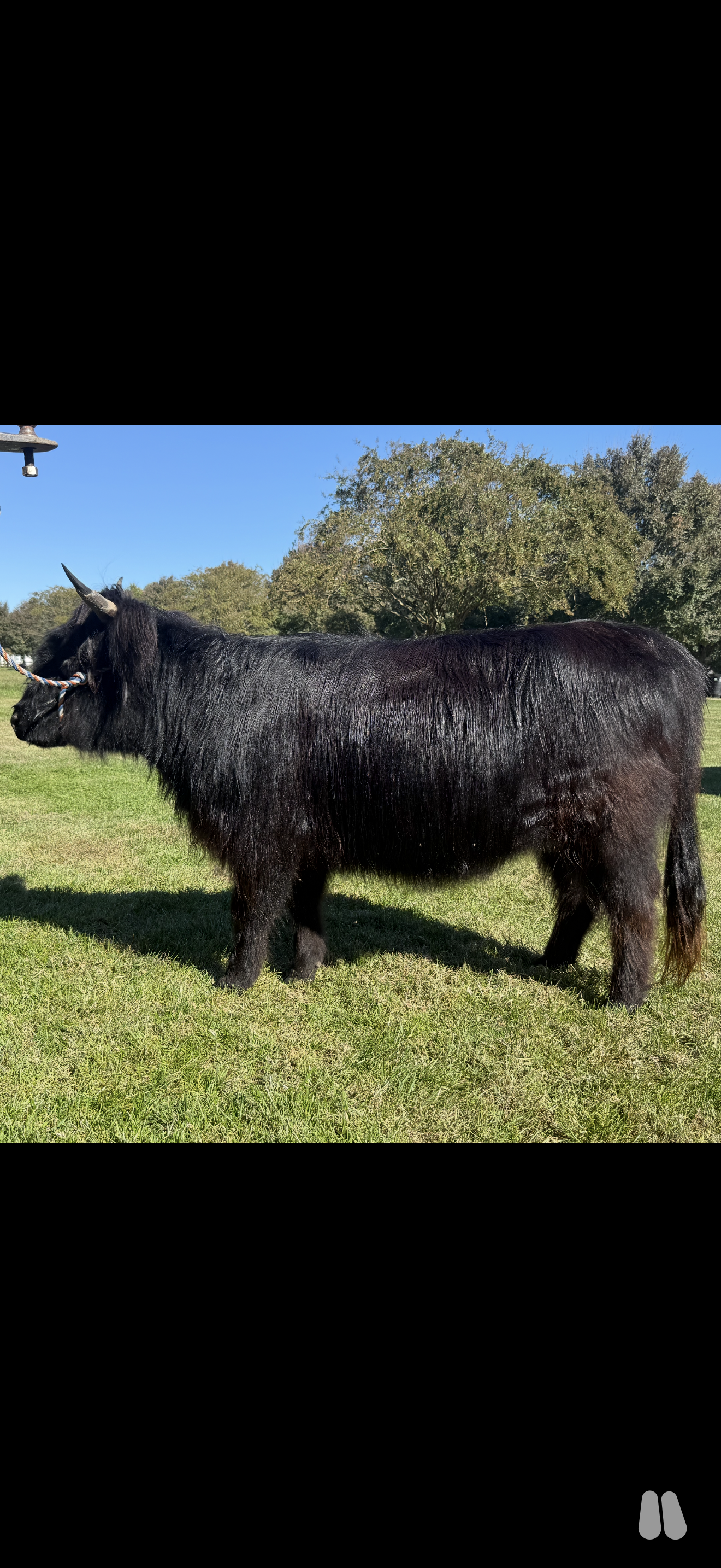 Cyrus Ridge Estella, Black Highland Open Heifer (female Highland), photo 1 of 3