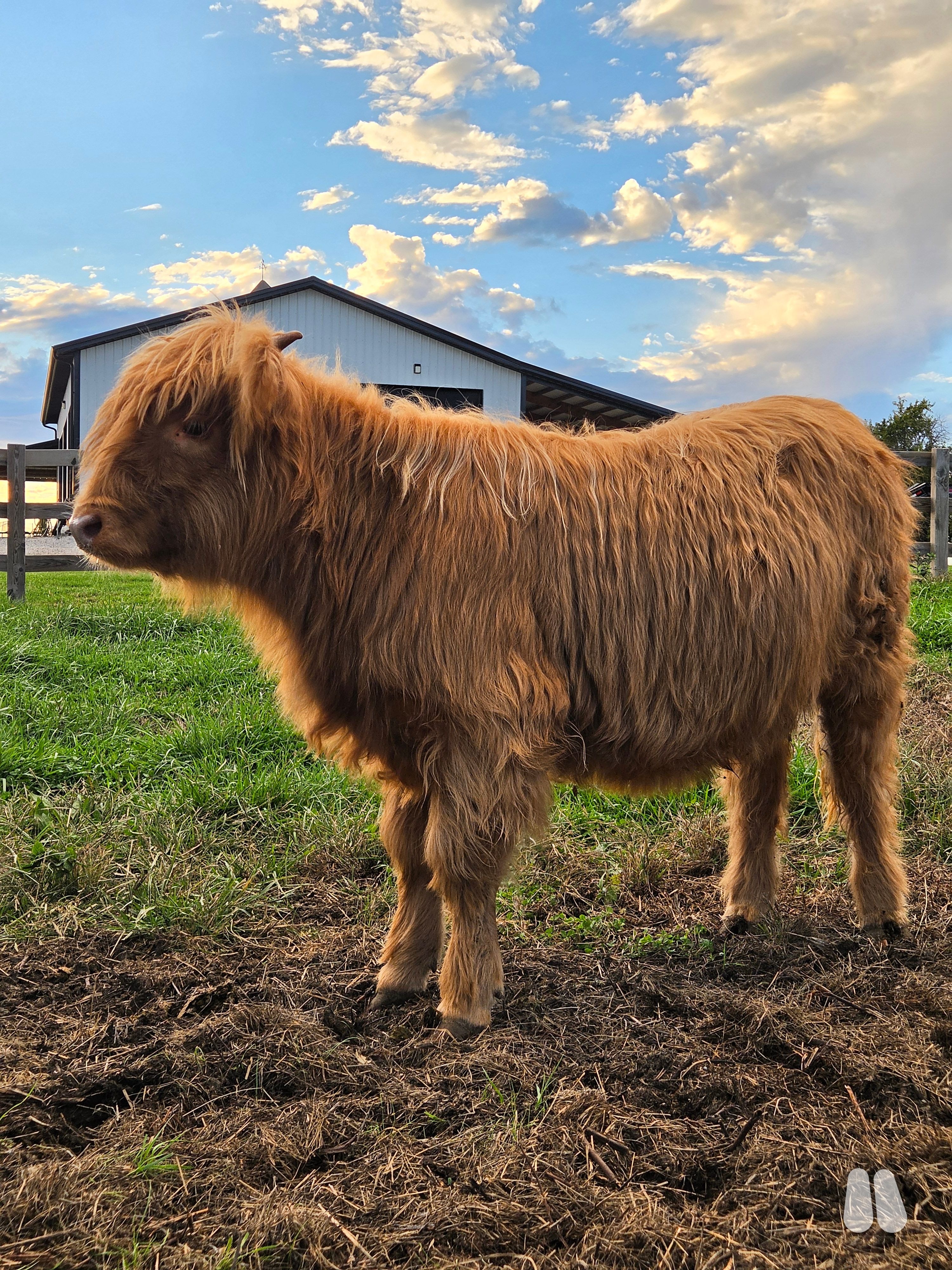 AHCA Highland coming Yearling Heifer (female Highland), photo 1 of 11