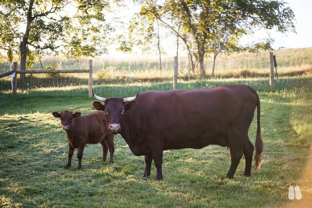 Registered American Milking Devon with Heifer Calf (female Milking Devon), photo 1 of 5