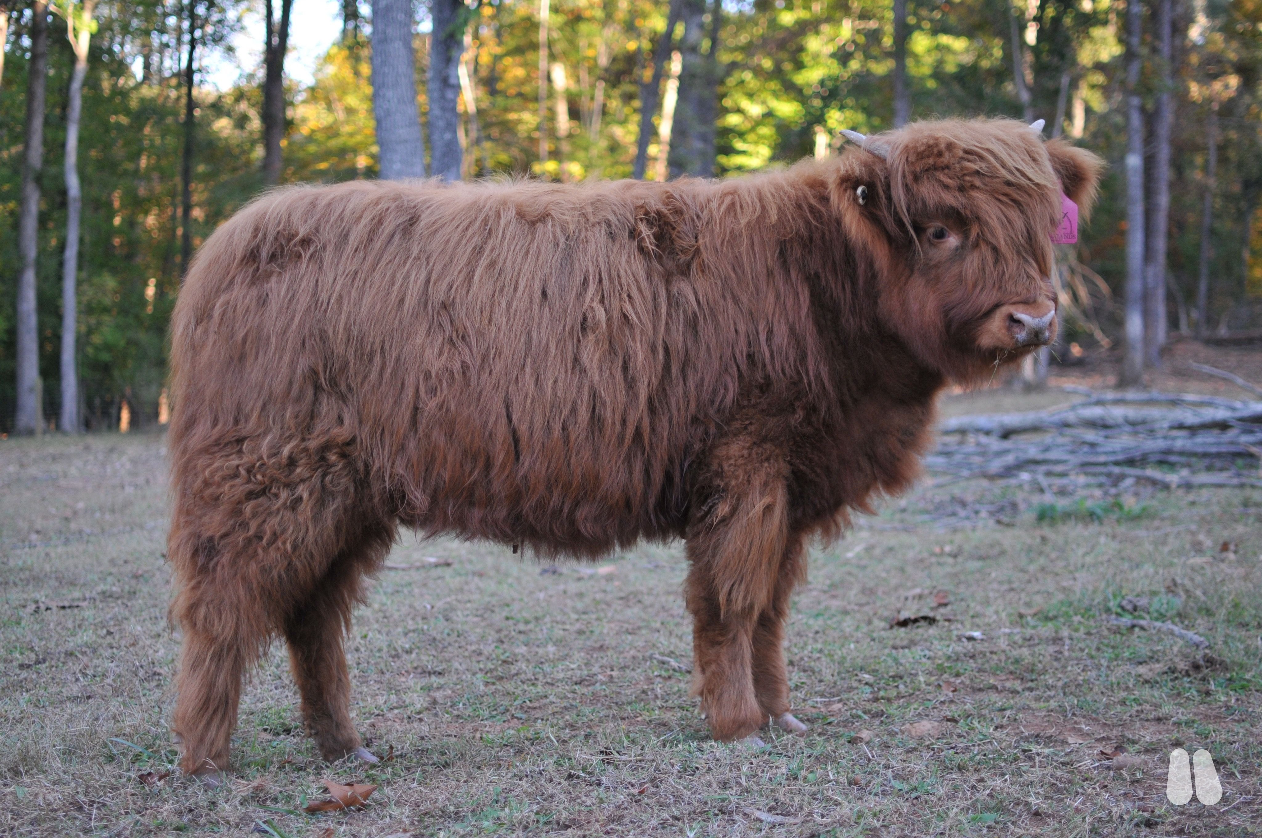 AHCA Registered Heifer (female Highland), photo 1 of 5