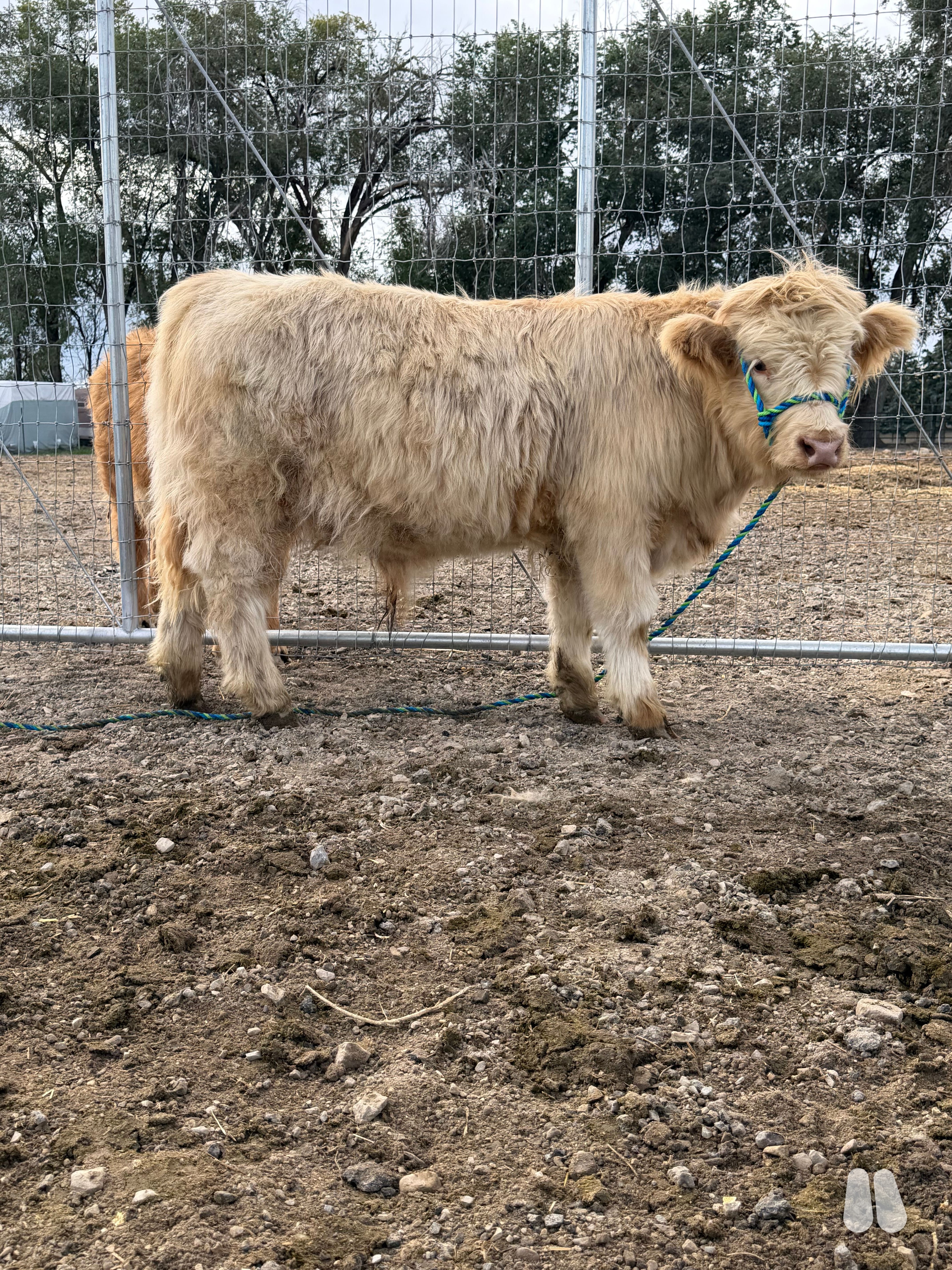 AHCA White Highland Bull with Champion Genetics! (male Highland), photo 1 of 3