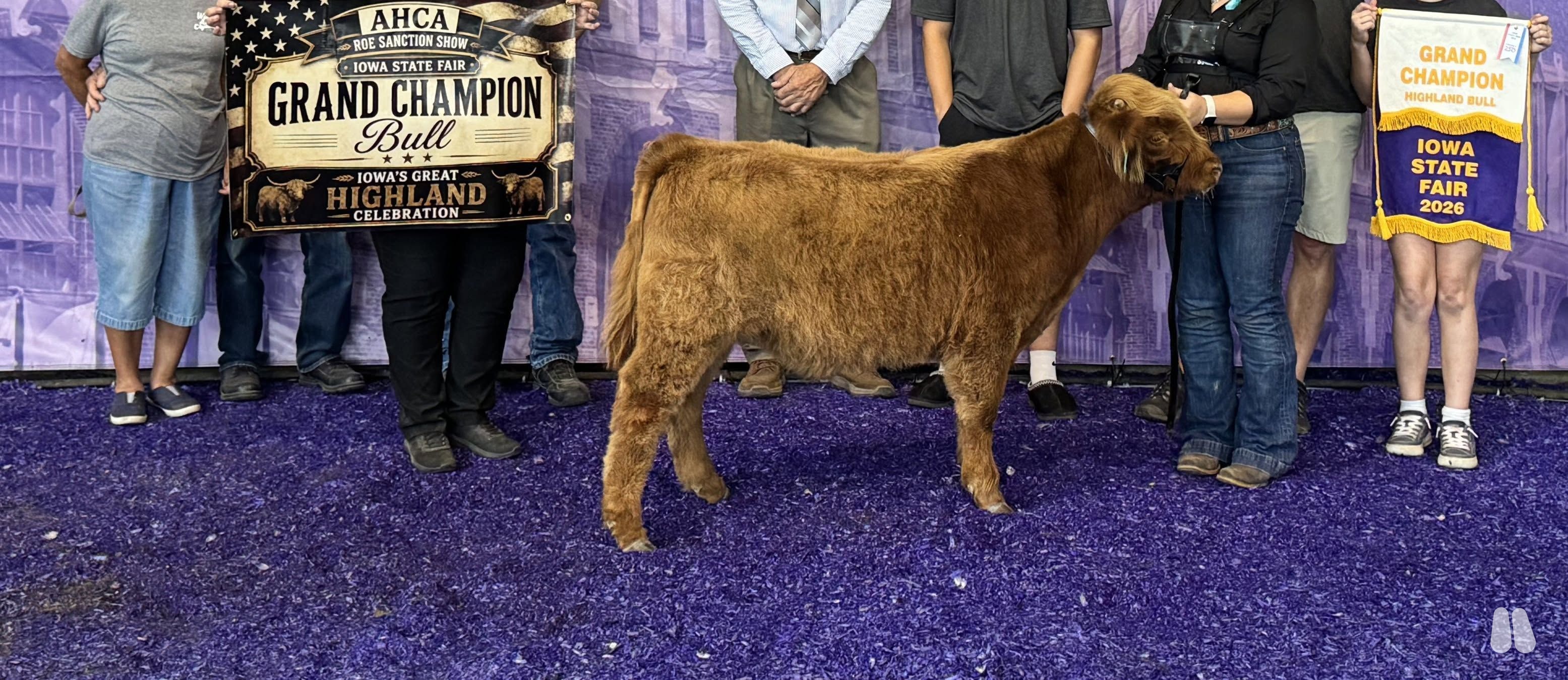 Red Rock Archie, Registered Highland, Weaned Bull Calf (male Highland), photo 1 of 4