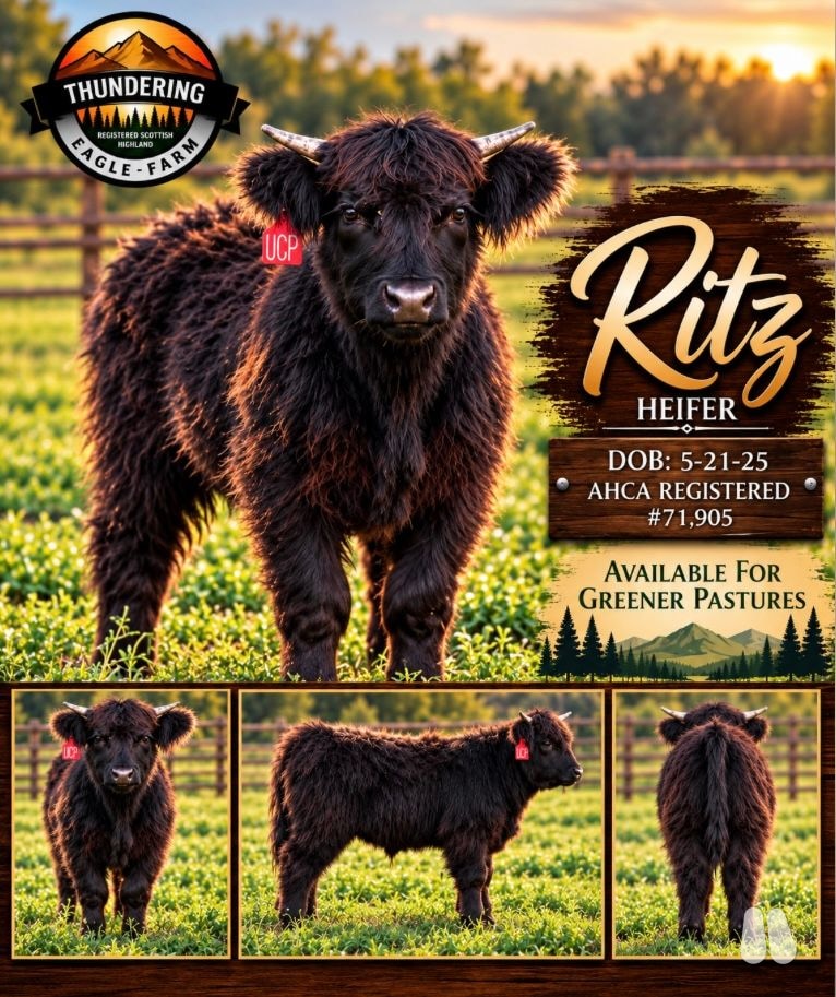 Thundering Eagle Ritz, Black Highland Open Heifer (female Highland), photo 1 of 3