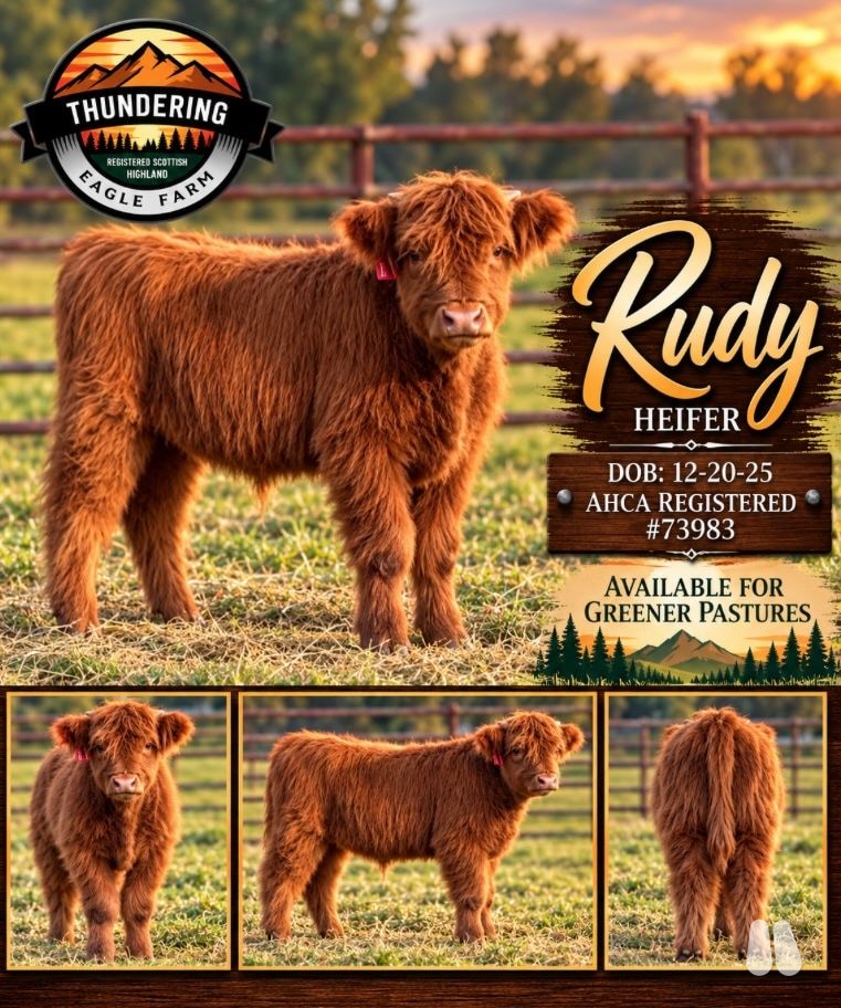 Thundering Eagle Rudy, Red Highland Weaned Heifer Calf (female Highland), photo 1 of 3