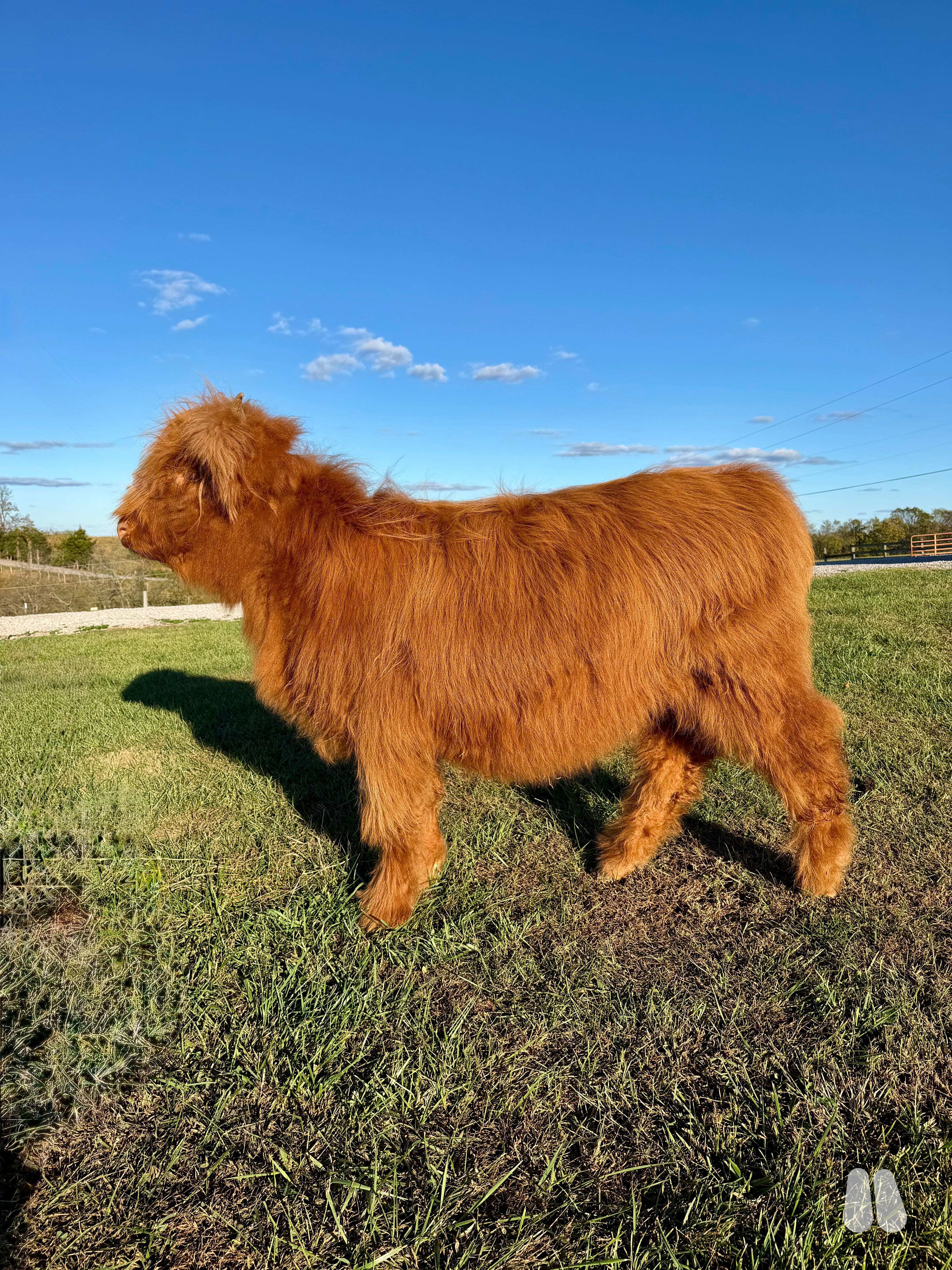 HH Annabell from Hilltop Highlands Cattle Farm (female Highland), photo 1 of 3