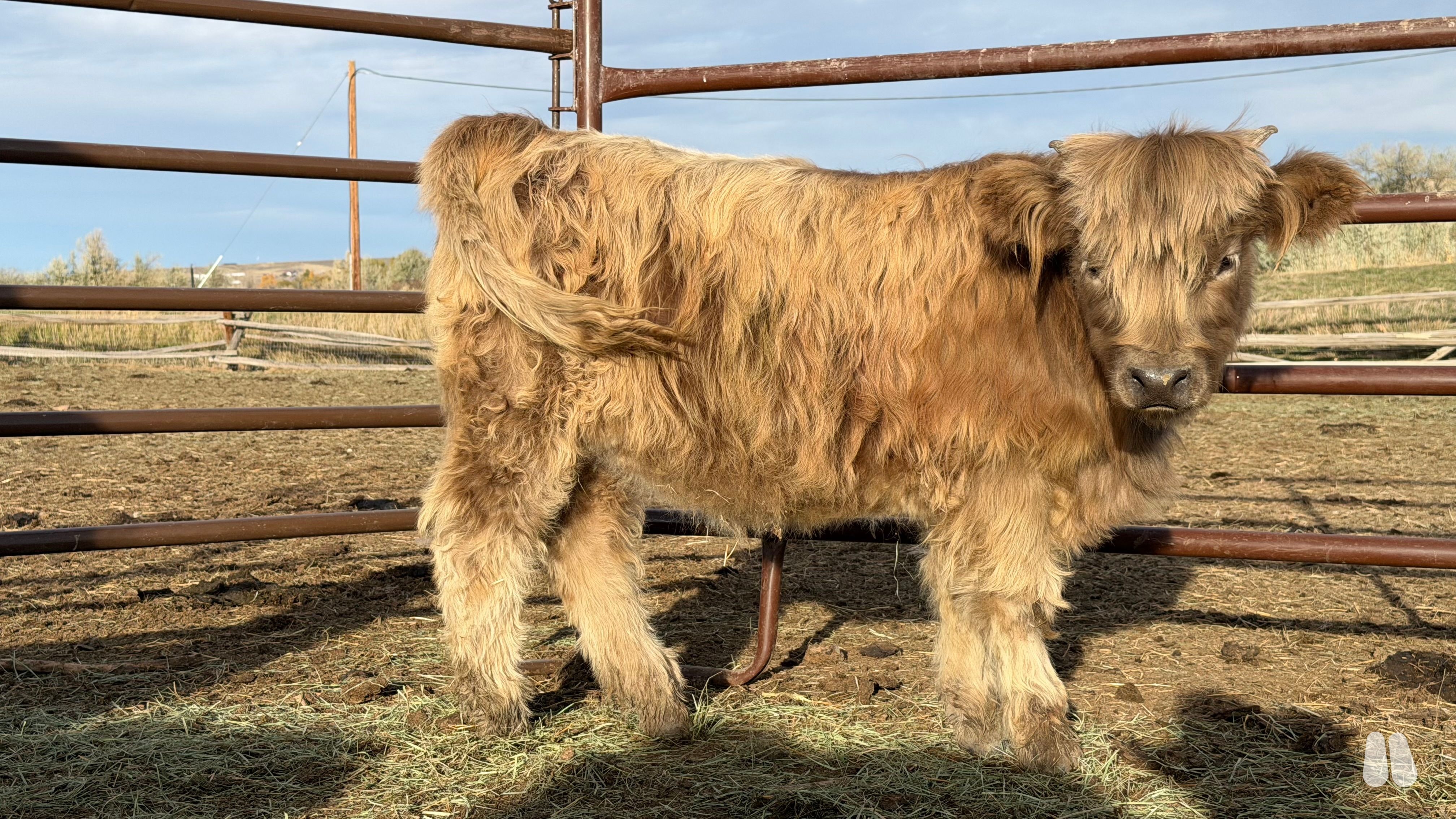 Eloise, Dun Horned Highland Weaned Heifer Calf (female Highland), photo 1 of 3