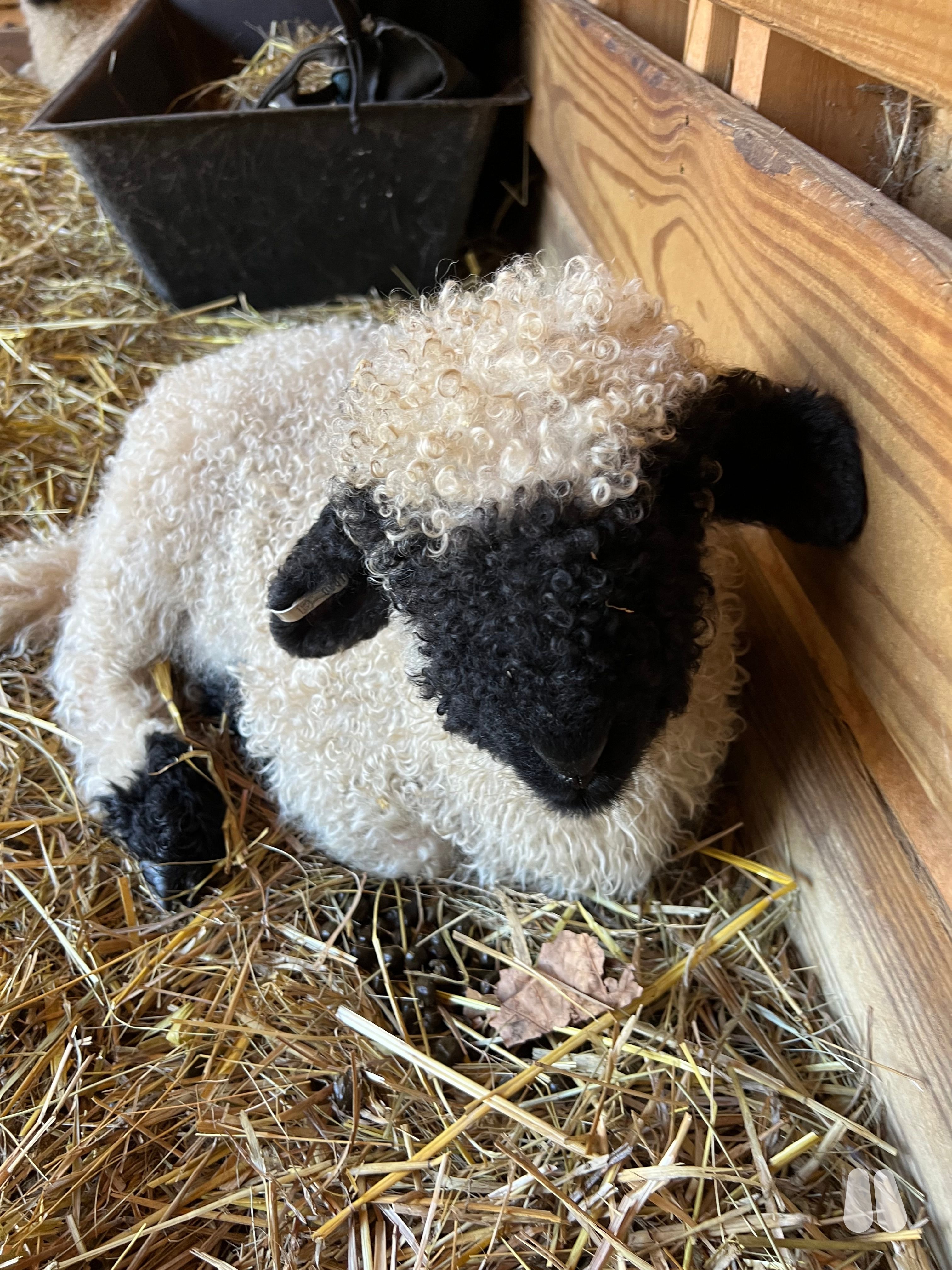 God’s Country Ranch Nellie, Valais Blacknose Lamb (female Valais Blacknose), photo 1 of 7