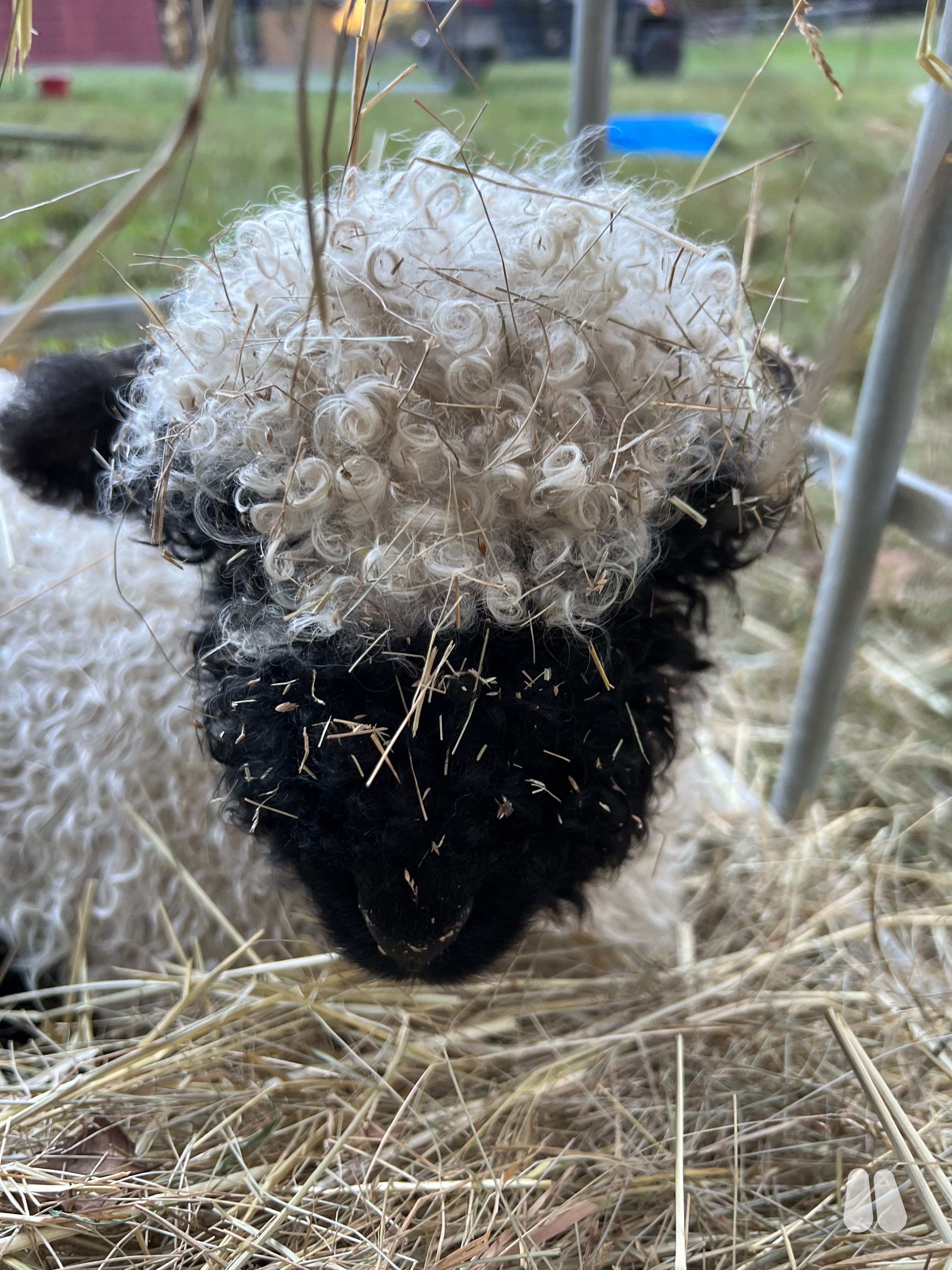 God's Country Ranch Noelle,  Valais Blacknose Ewe Lamb (female Valais Blacknose), photo 1 of 7