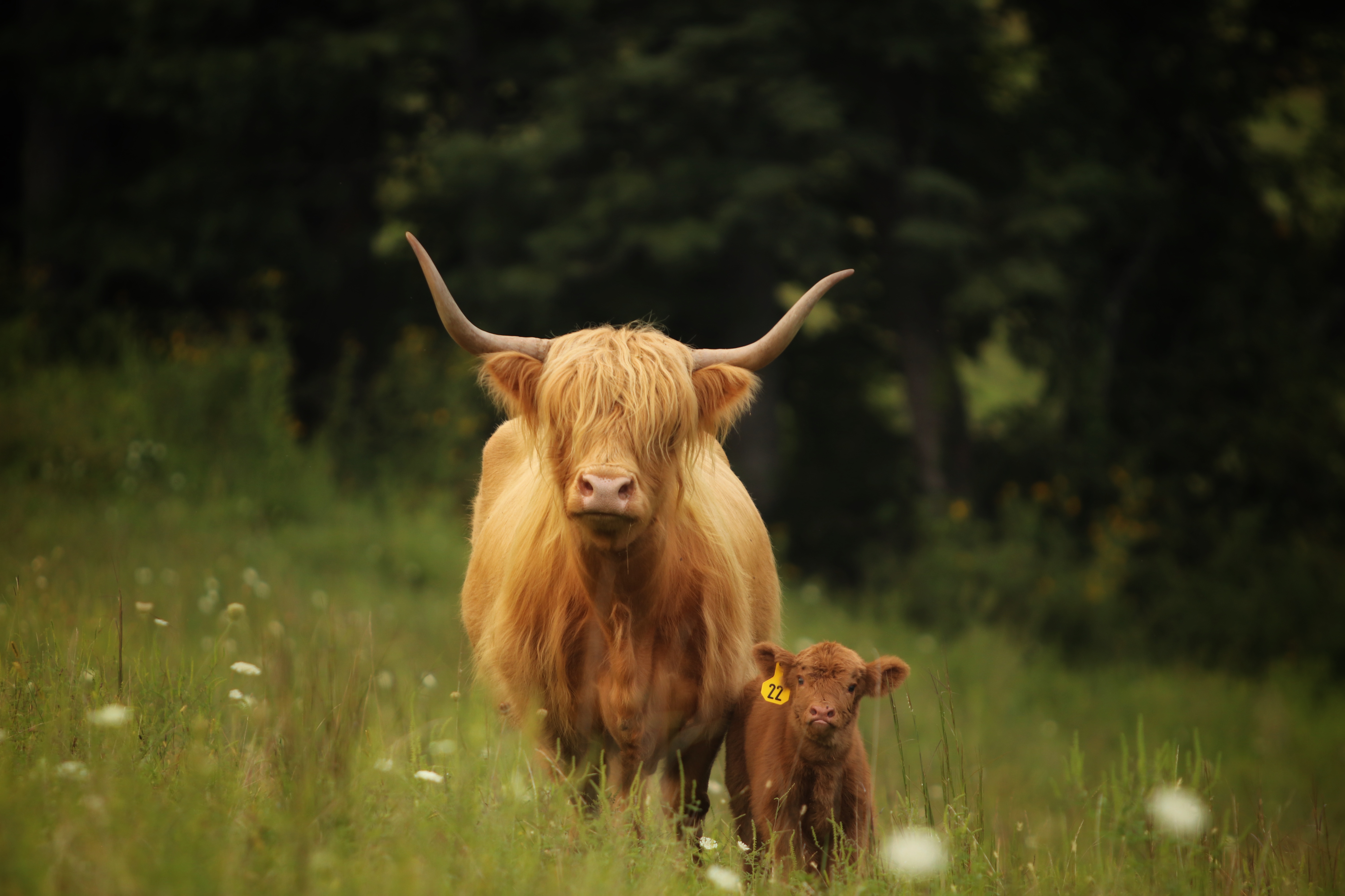 Red Horned Highland Yearling Heifer, 74456: photo 1 of 3
