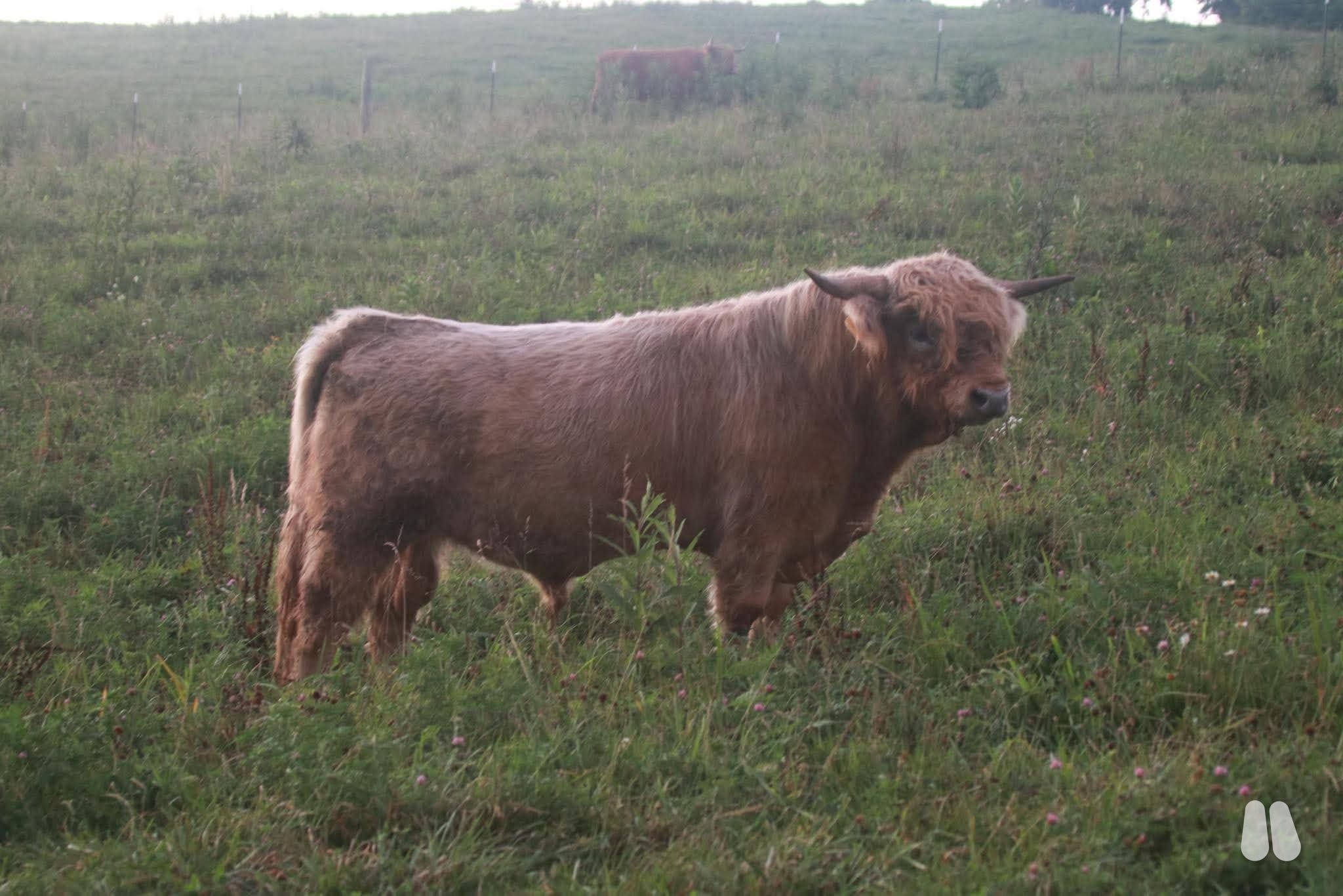 AHCA Registered Silver Bull (male Highland), photo 1 of 6