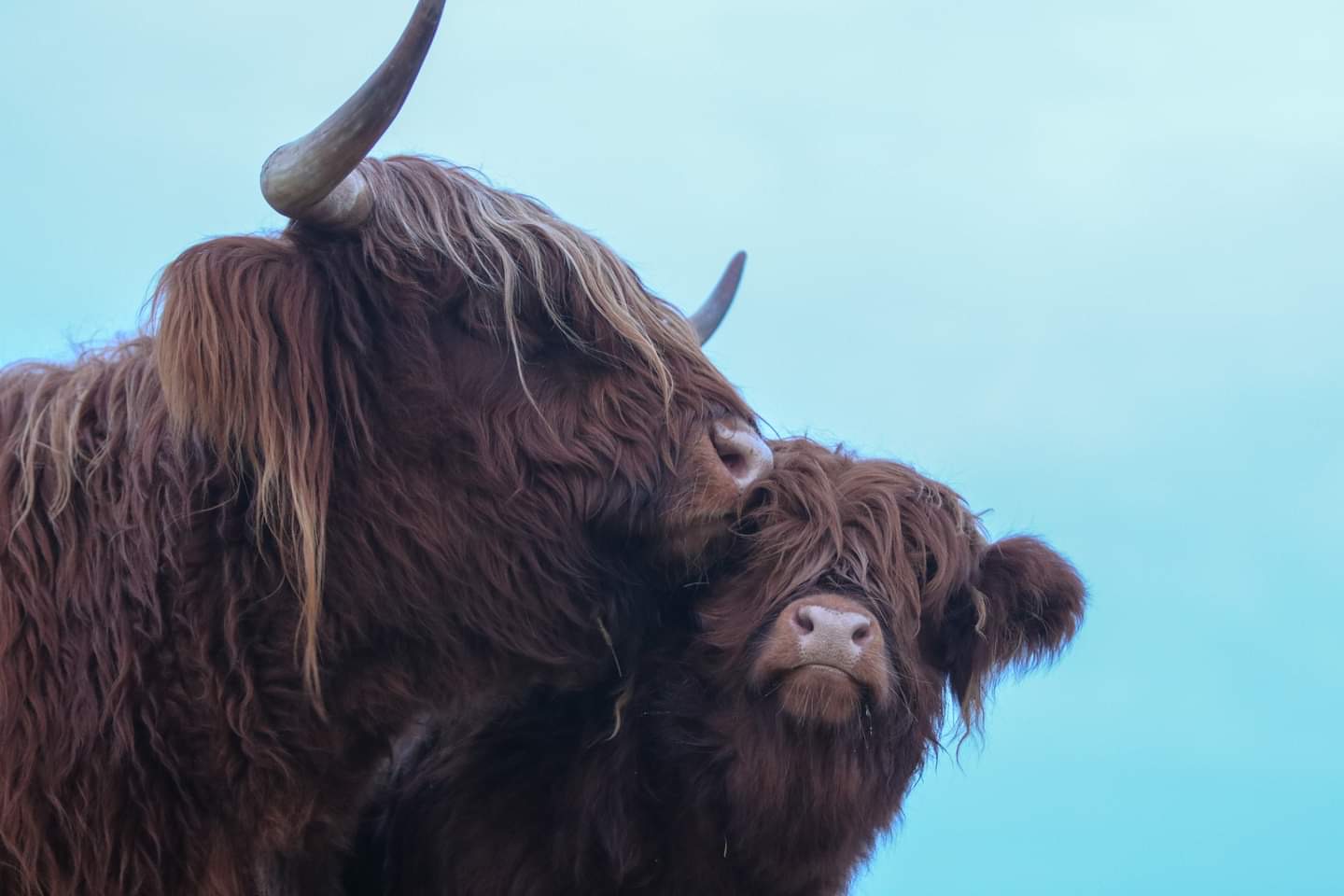 Highland Heifer Calf, Registration Certificate on File: photo 1 of 3