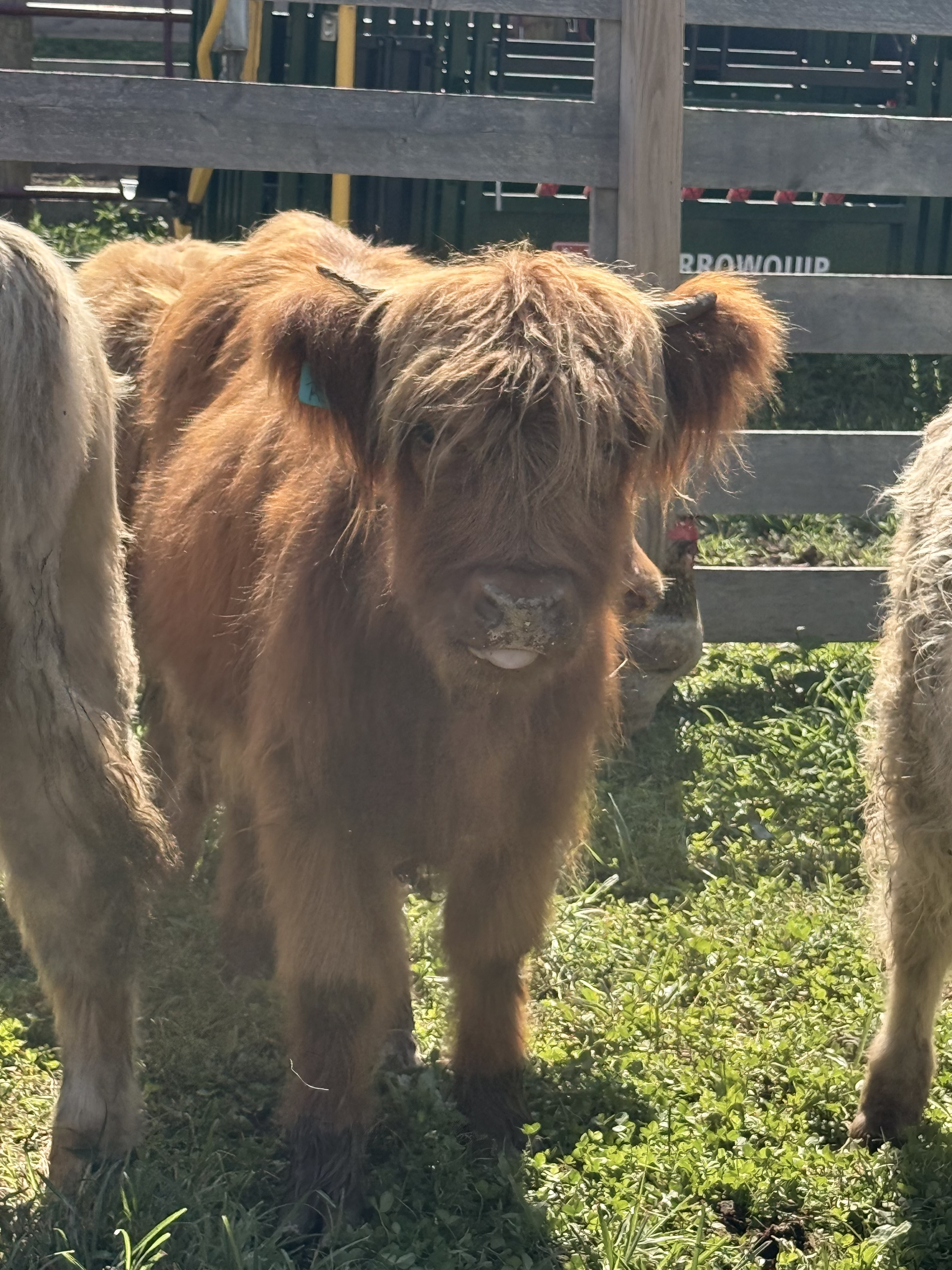Red Highland Open Heifer, 73020: photo 1 of 4