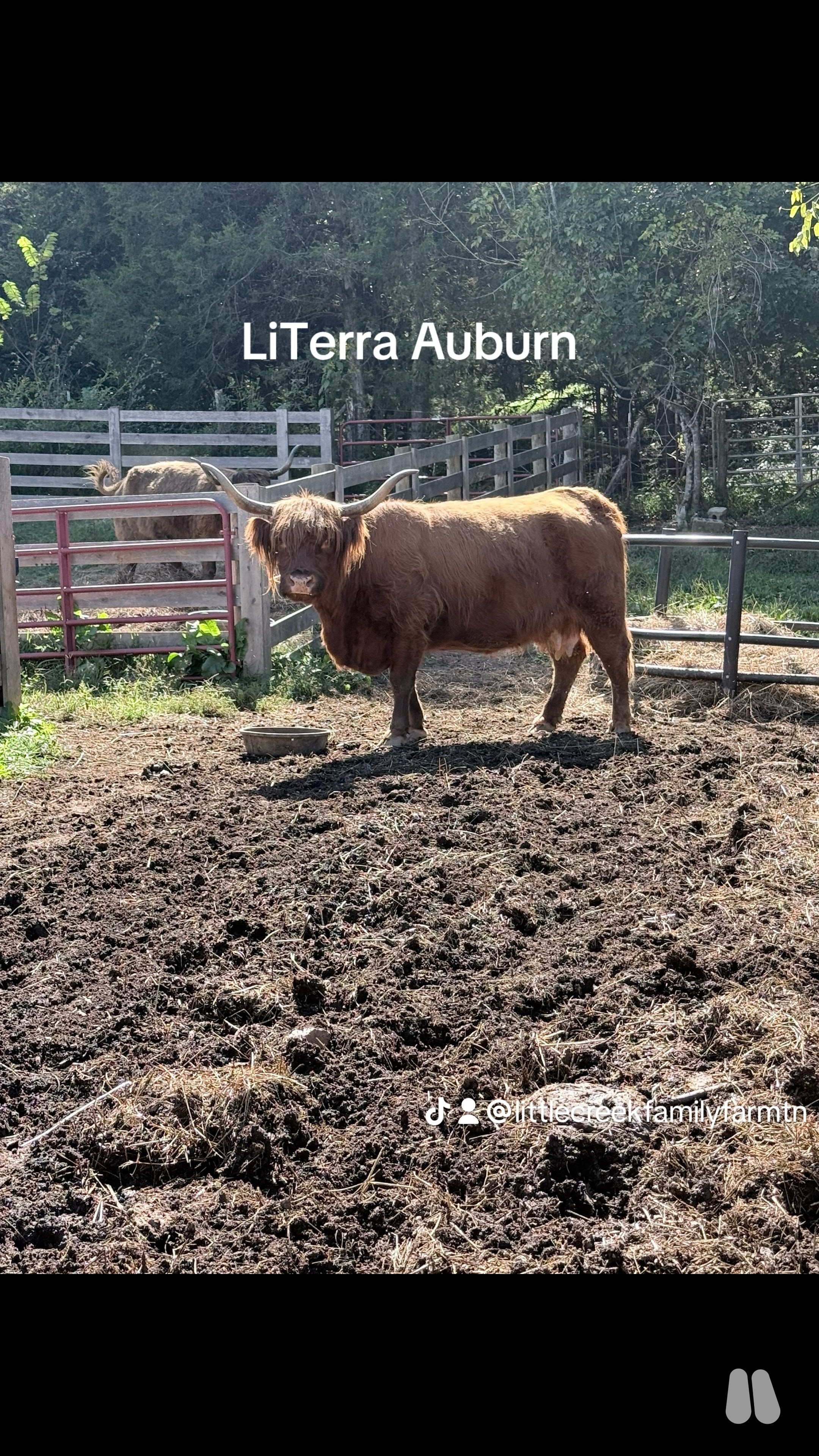 LiTerra Auburn- exposed, 56859