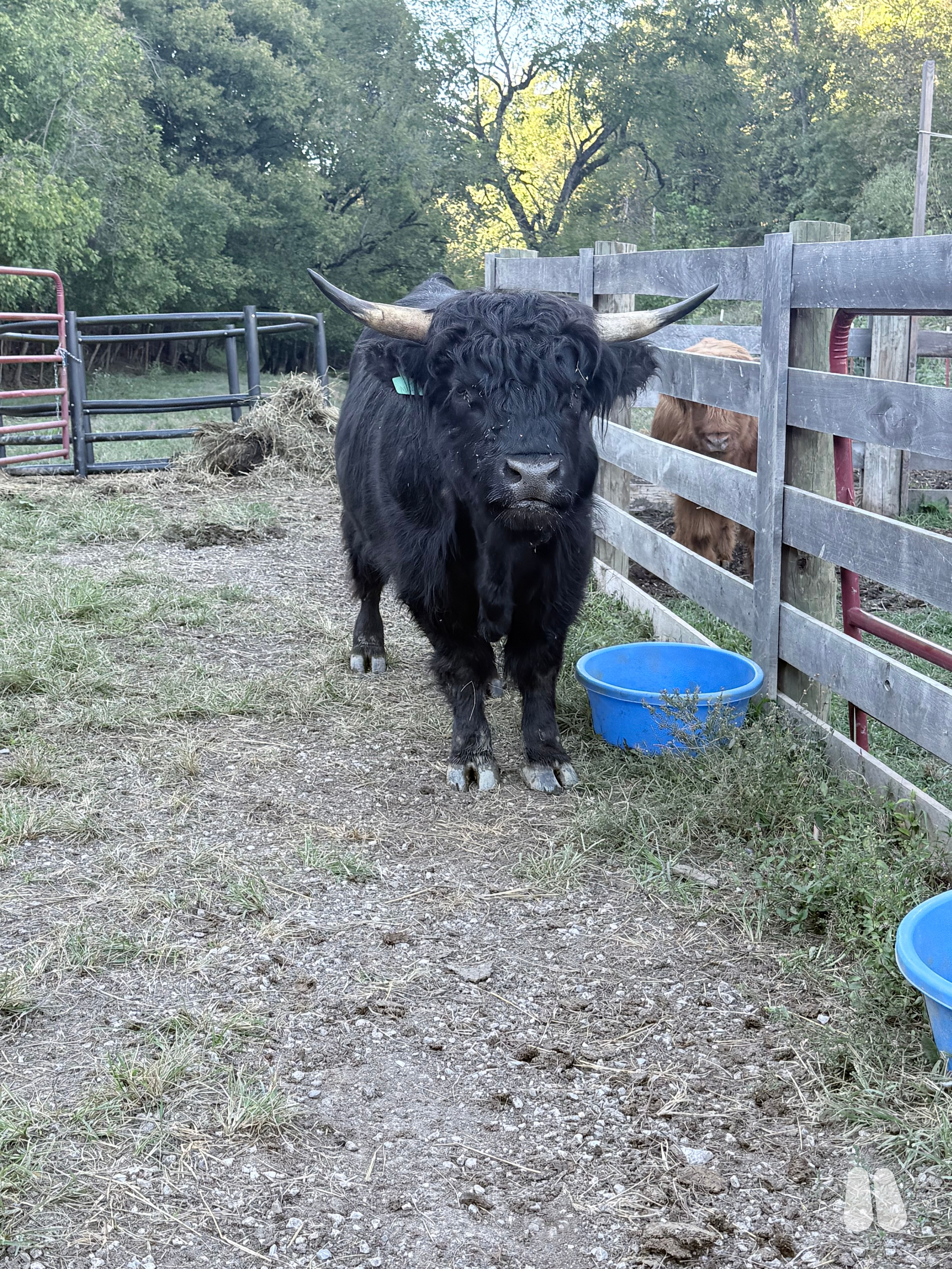 Black Horned Highland Bull, 68799 (male Highland), photo 1 of 5