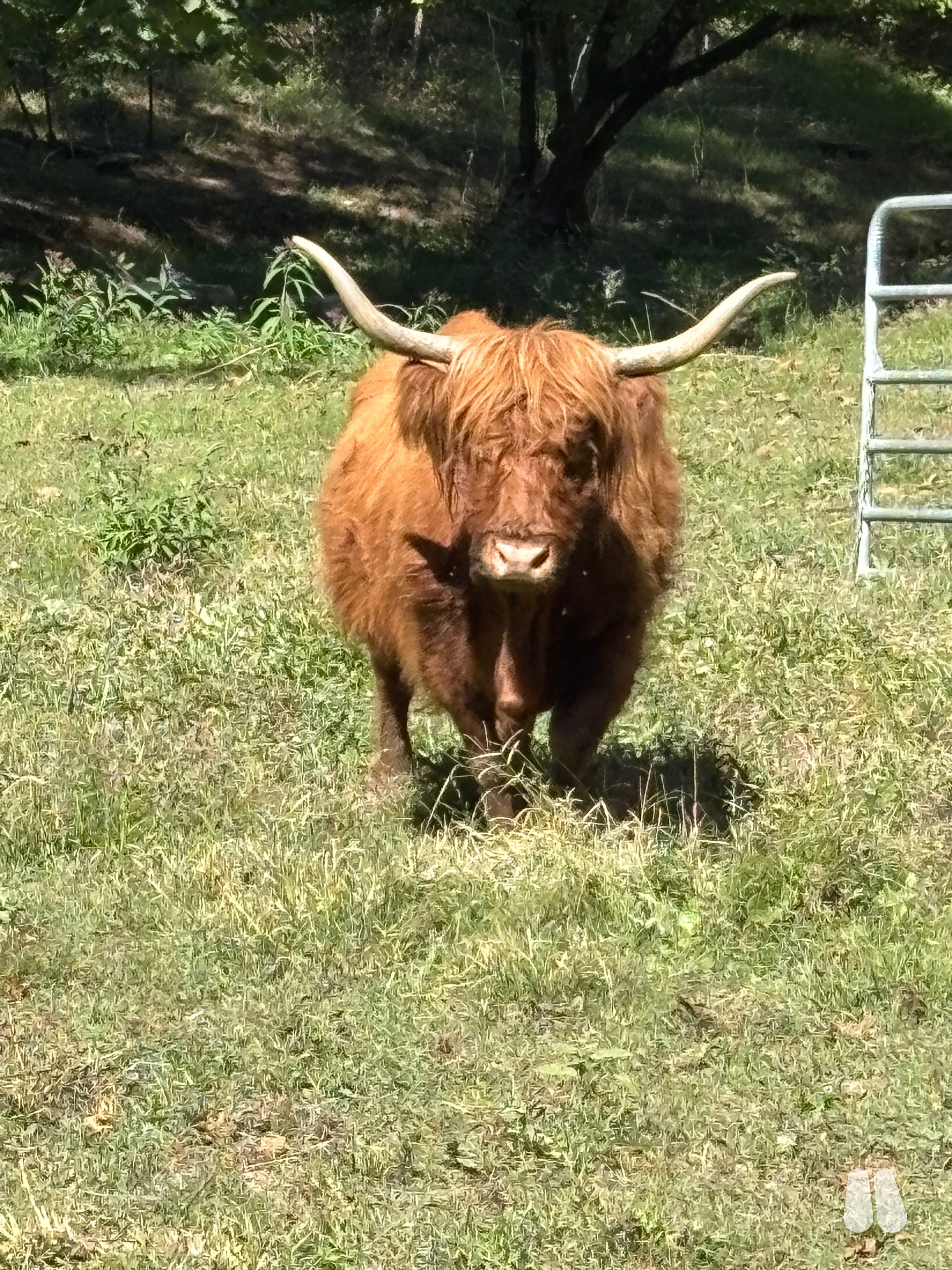 Red Highland Exposed Cow, 56859 (female Highland), photo 1 of 10