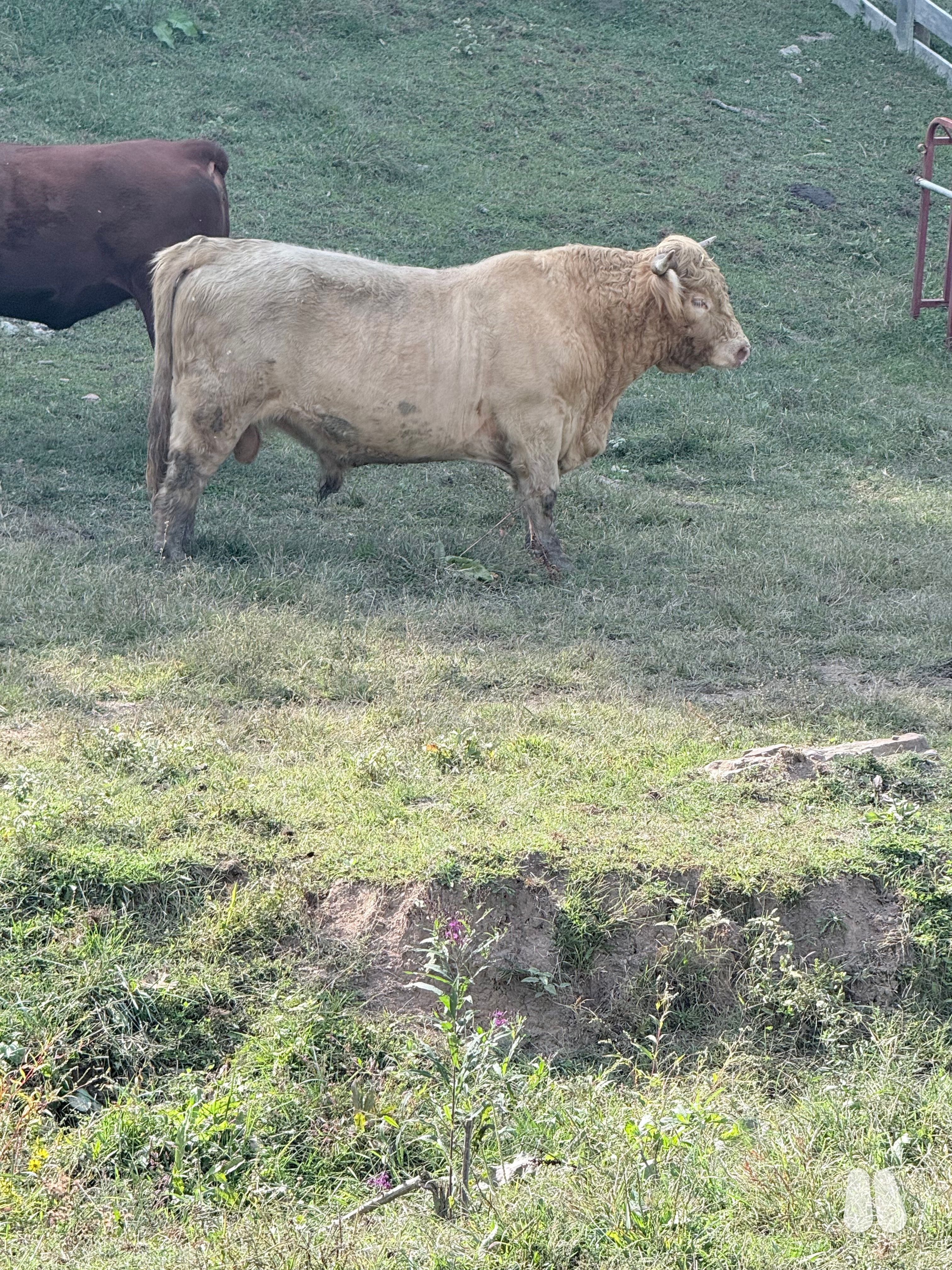 White Horned Highland Bull, 65994 (male Highland), photo 1 of 7