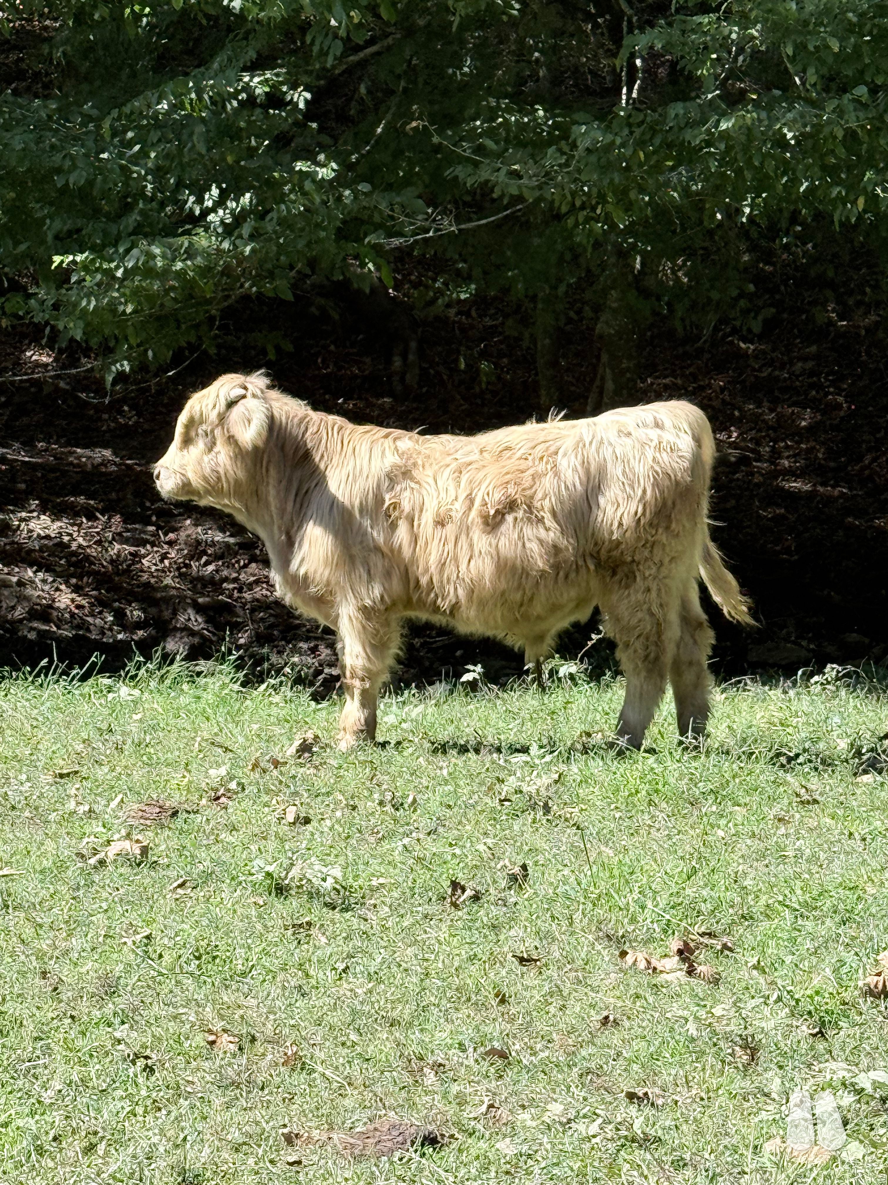 Silver Highland Weaned Bull Calf, 73548 (male Highland), photo 1 of 5