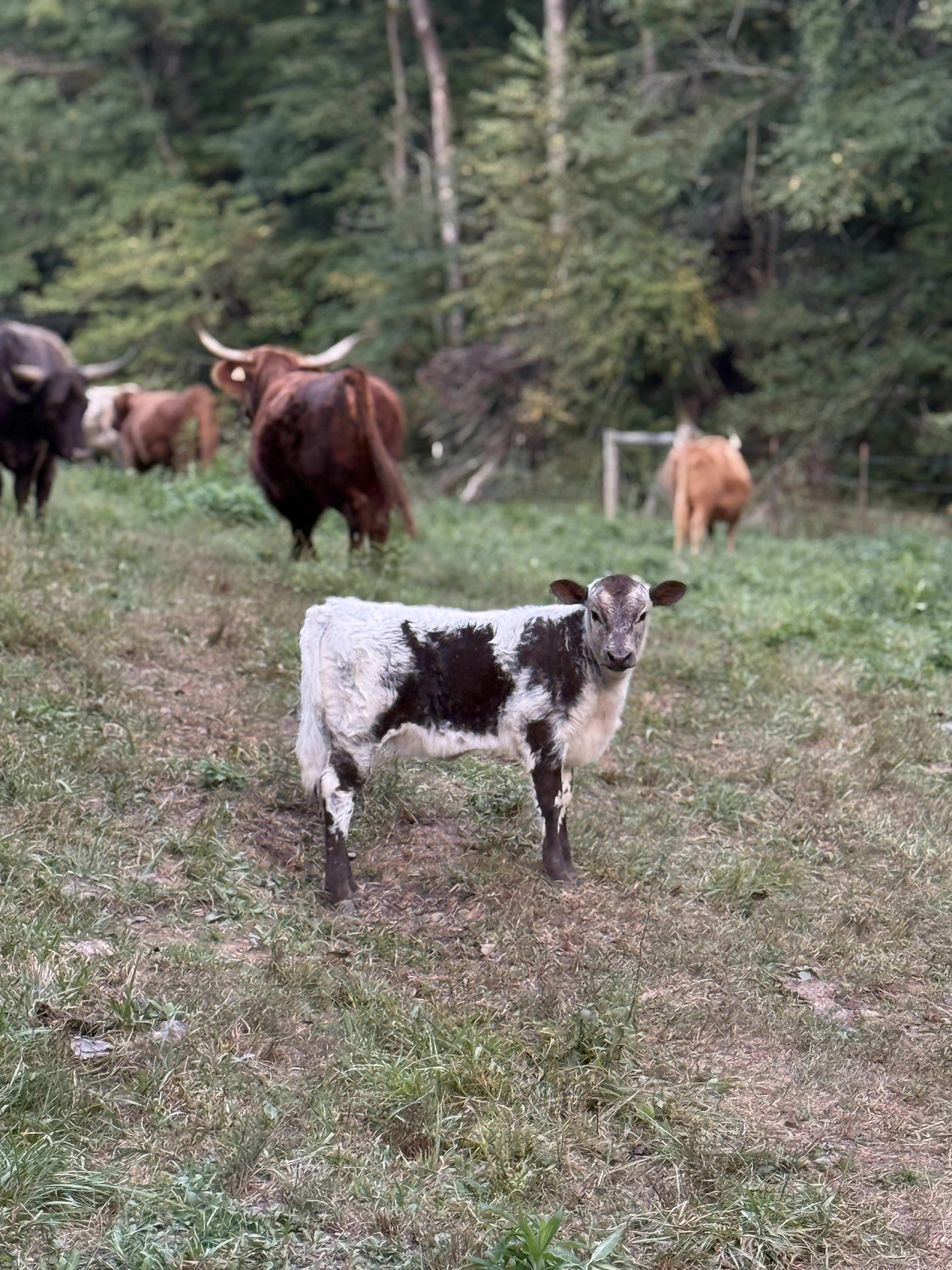 Hi park Heifer: photo 1 of 3