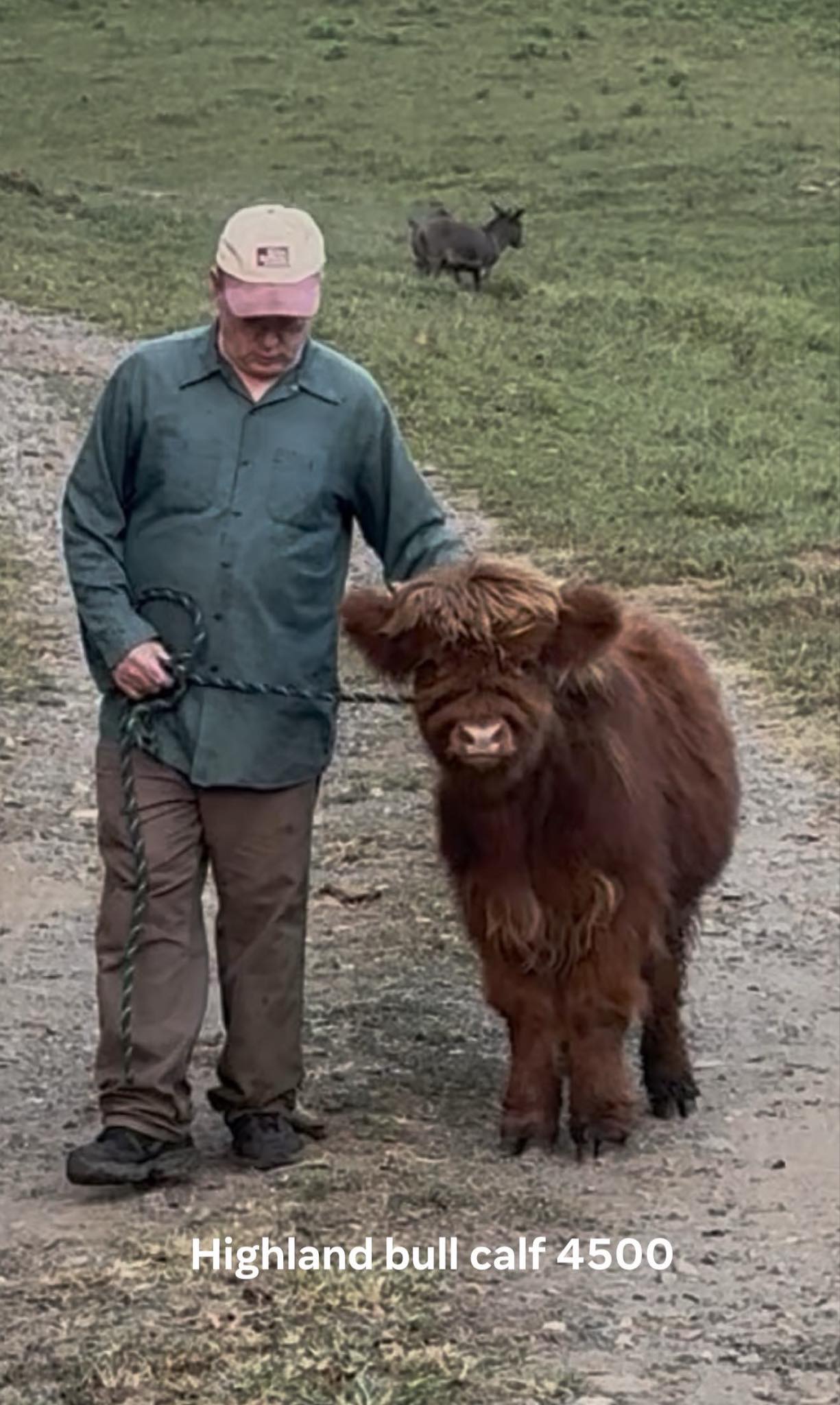 Highland bull calf, weaned and ready to go: photo 1 of 3